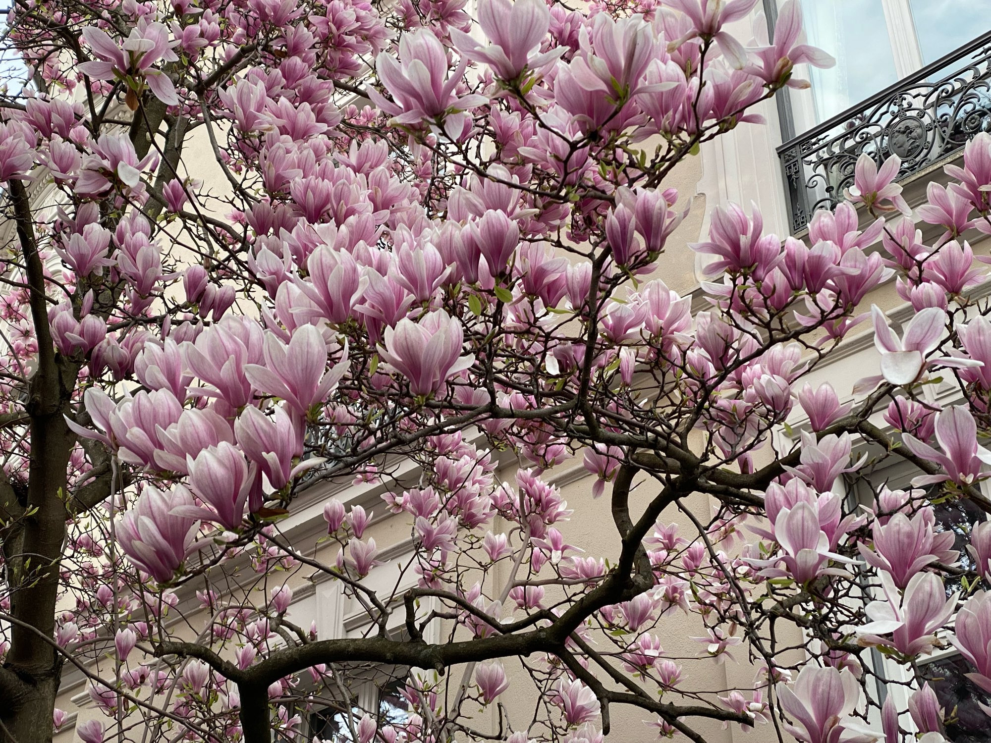 Ein Baum voller Magnolienblüten