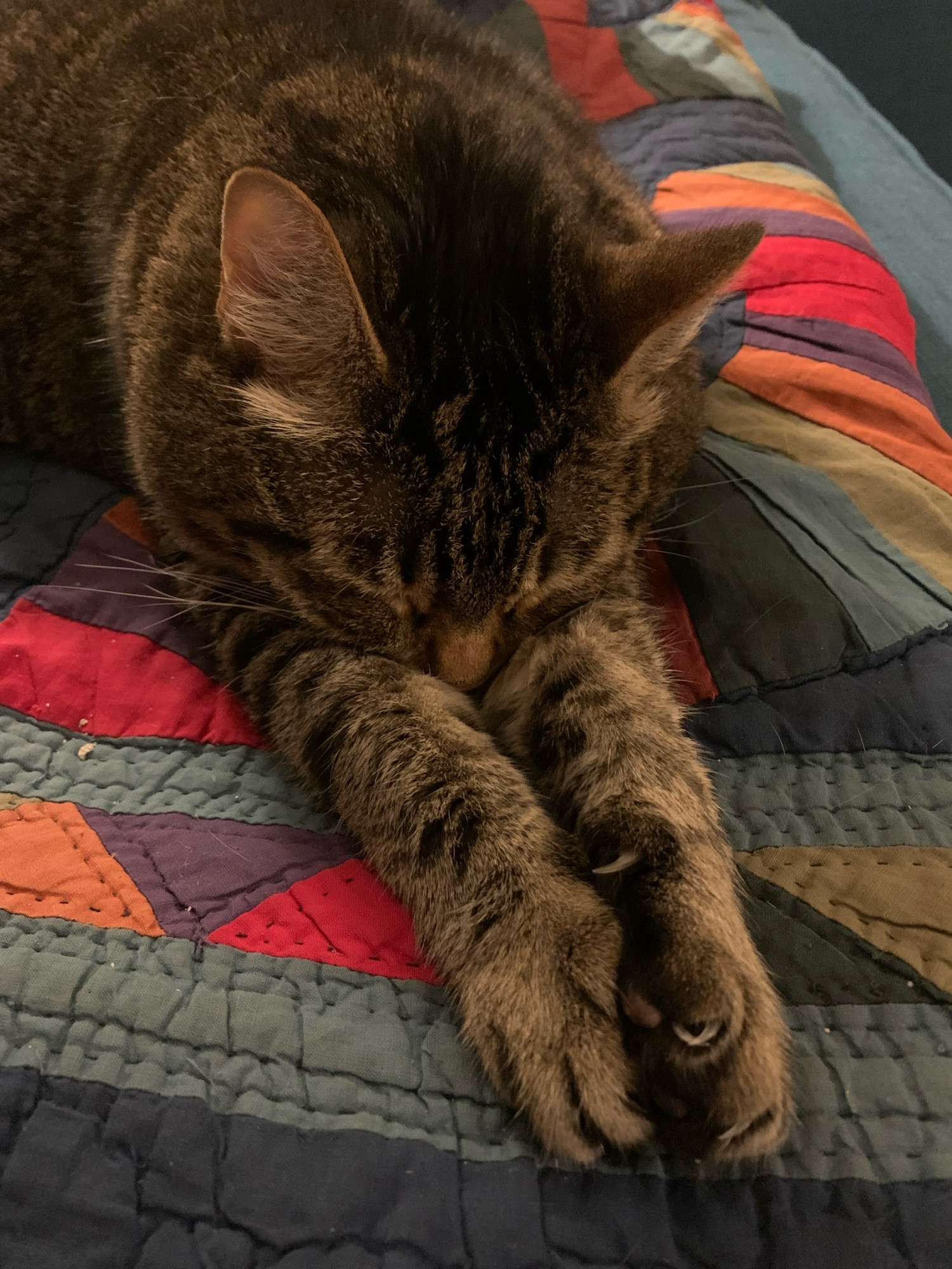 Sleeping tabby cat with front paws outstretched