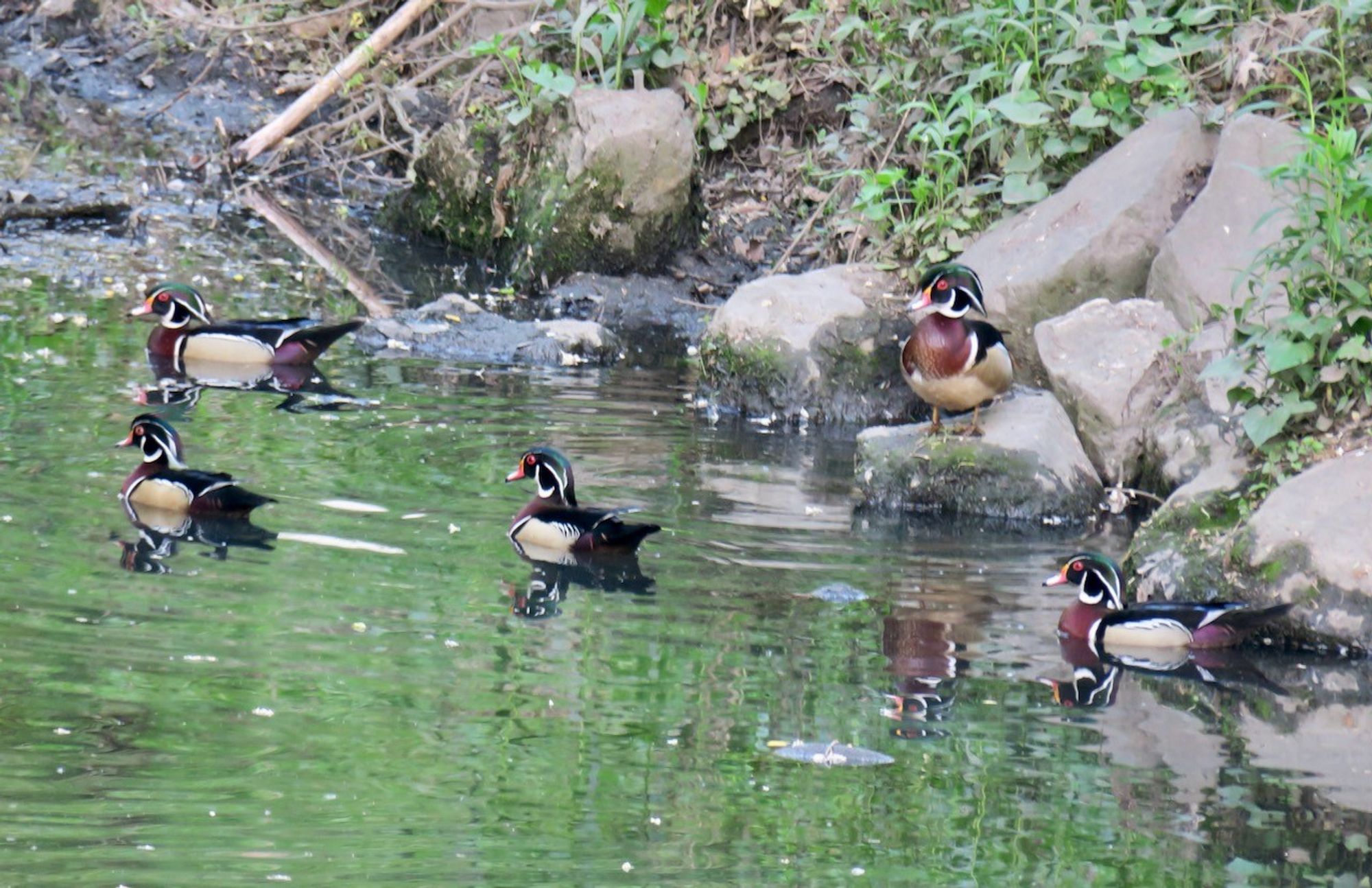 Five wood ducks looking exceedingly fancy.