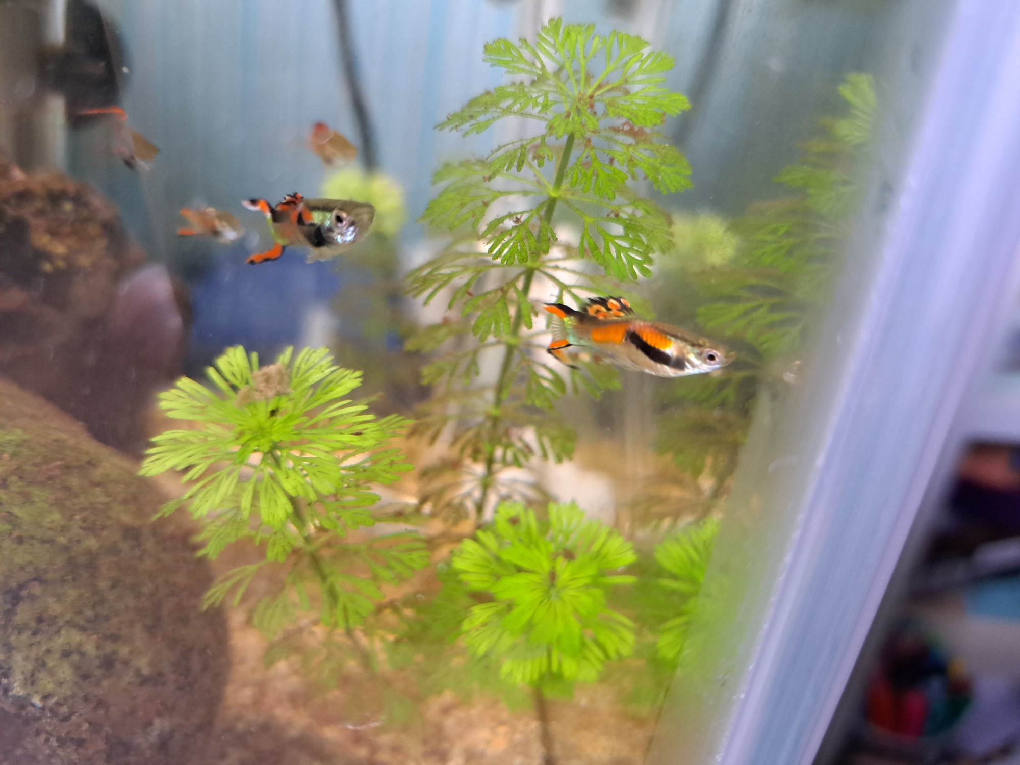 A photo of small part of a fish tank. There are some plants in the background, and the focus is on two fish known as endler's livebearers. There are another 3 of the same species out of focus in the background.