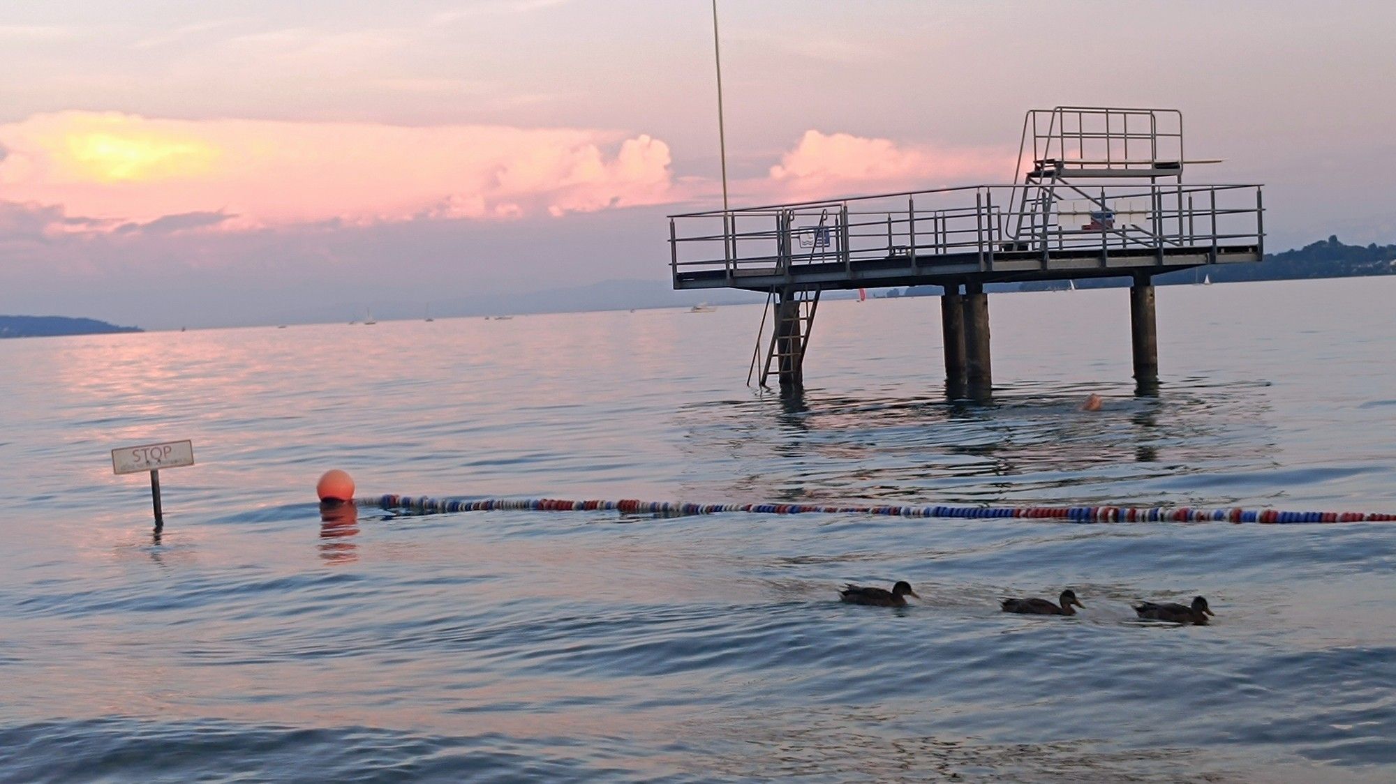 Sonnenuntergang am Bodensee mit Springinsel, Bojen und Enten