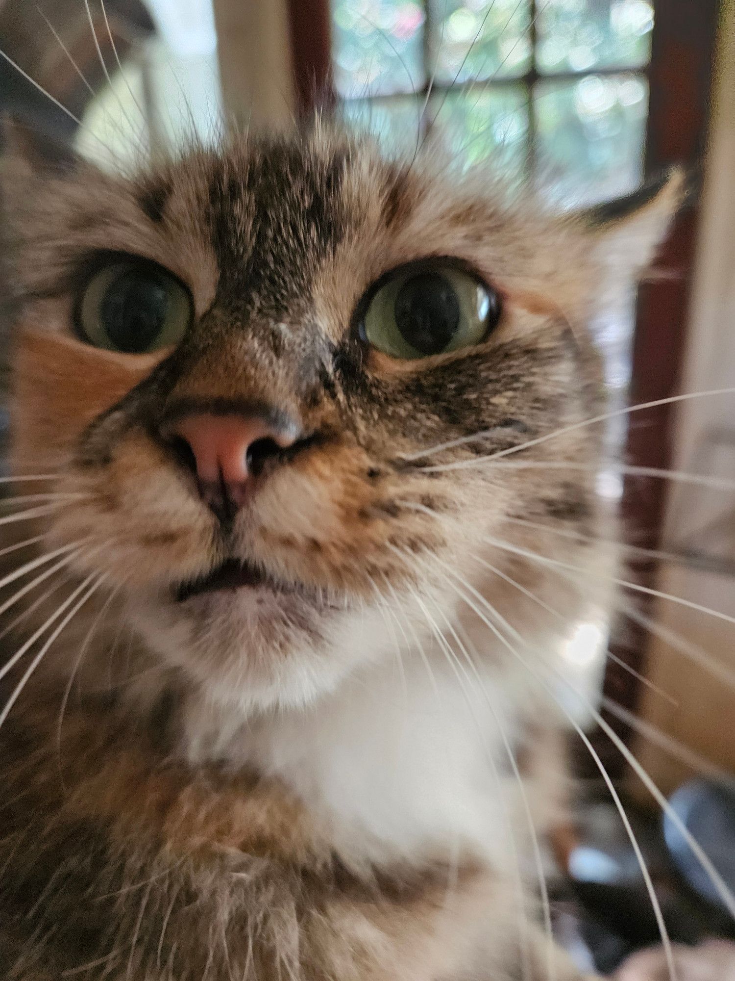 close up of the face of a longhaired caliby cat with long white whiskers and vivid green eyes