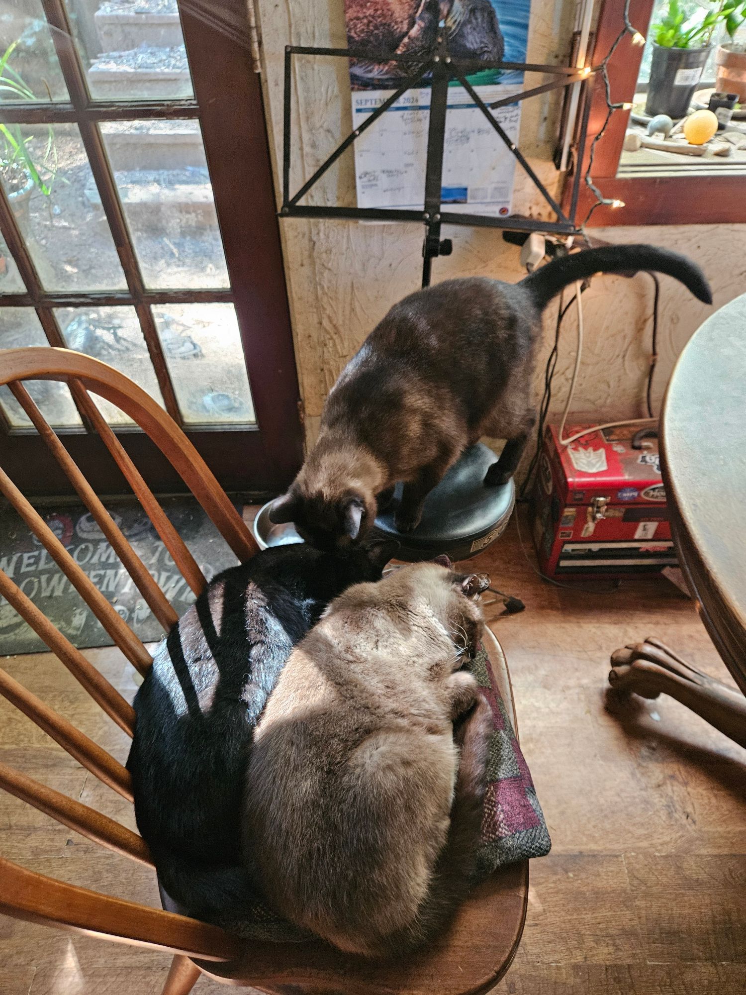 a darker siamese would like to join the 2 on the chair but there is no room.