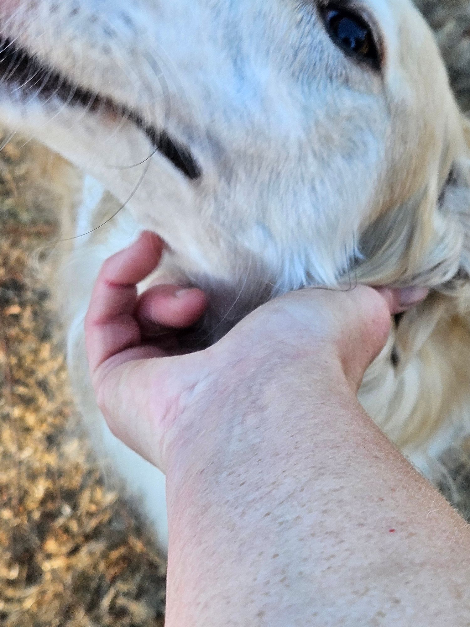 I scritch Phoenix under her jaw