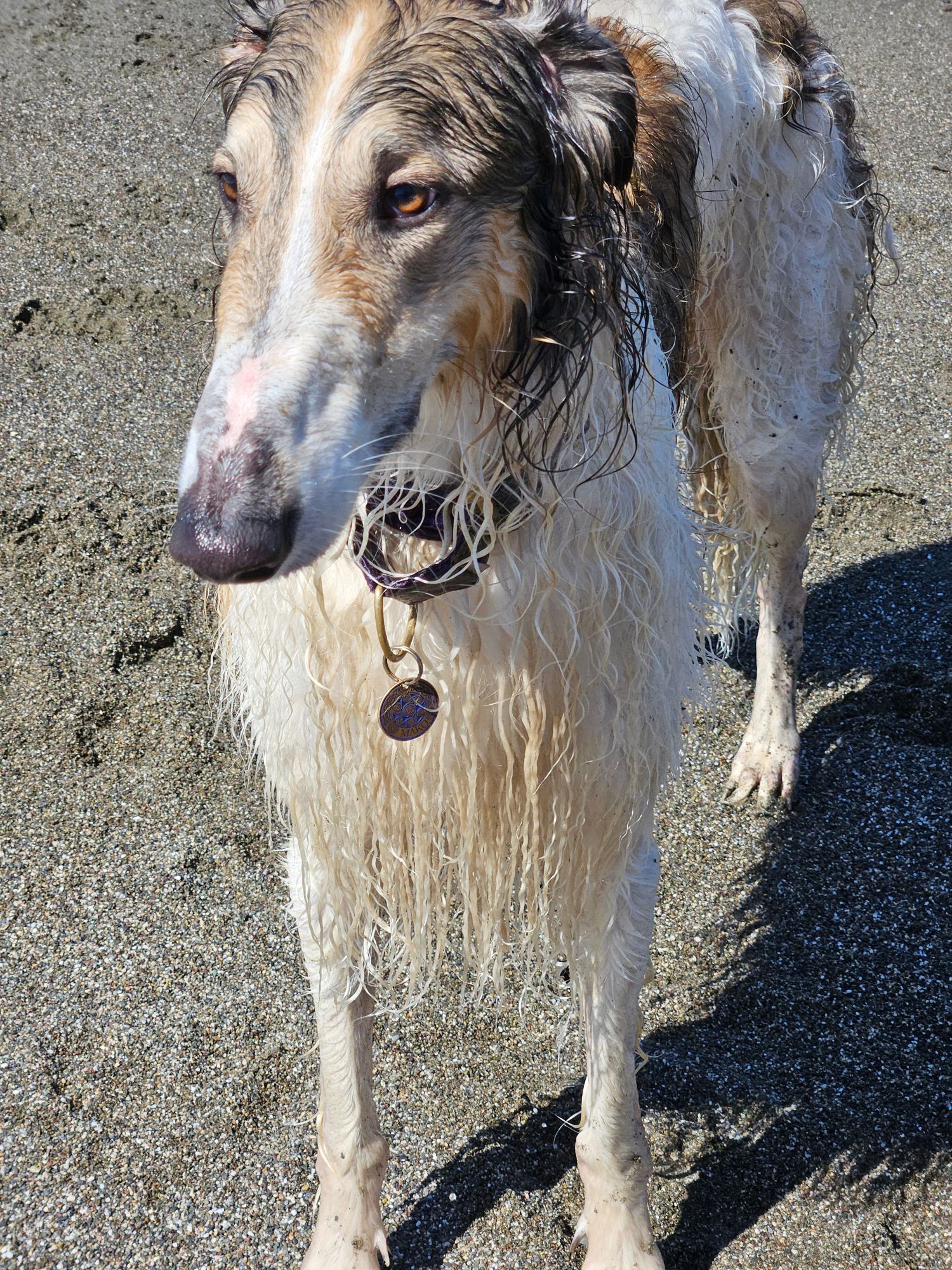 Mako, a borzioi, on the beach, thinking