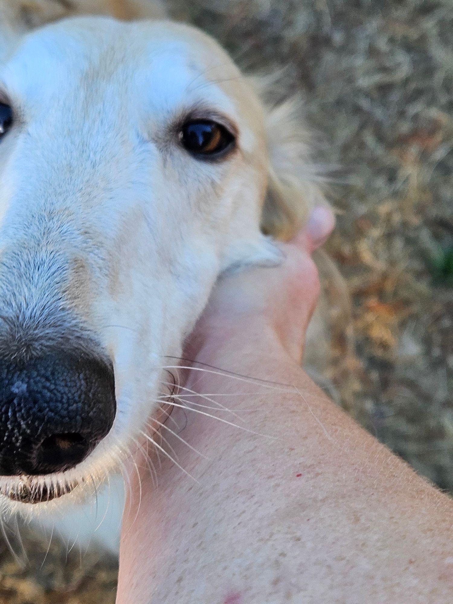 Closeup of my hand petting Phoenix the borzoi's face