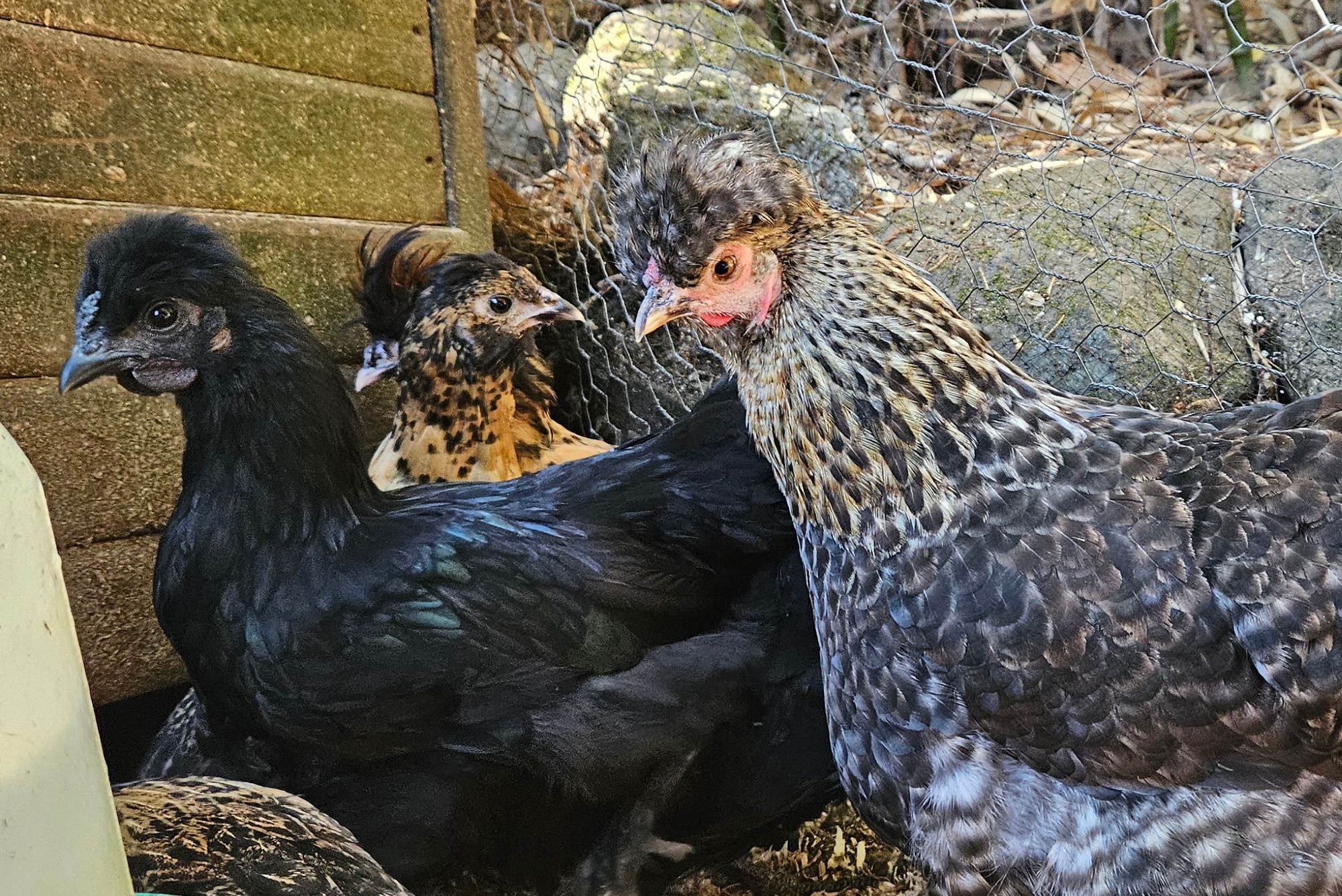 the oldest chick, a beautiful black cockerel, with his aging mother