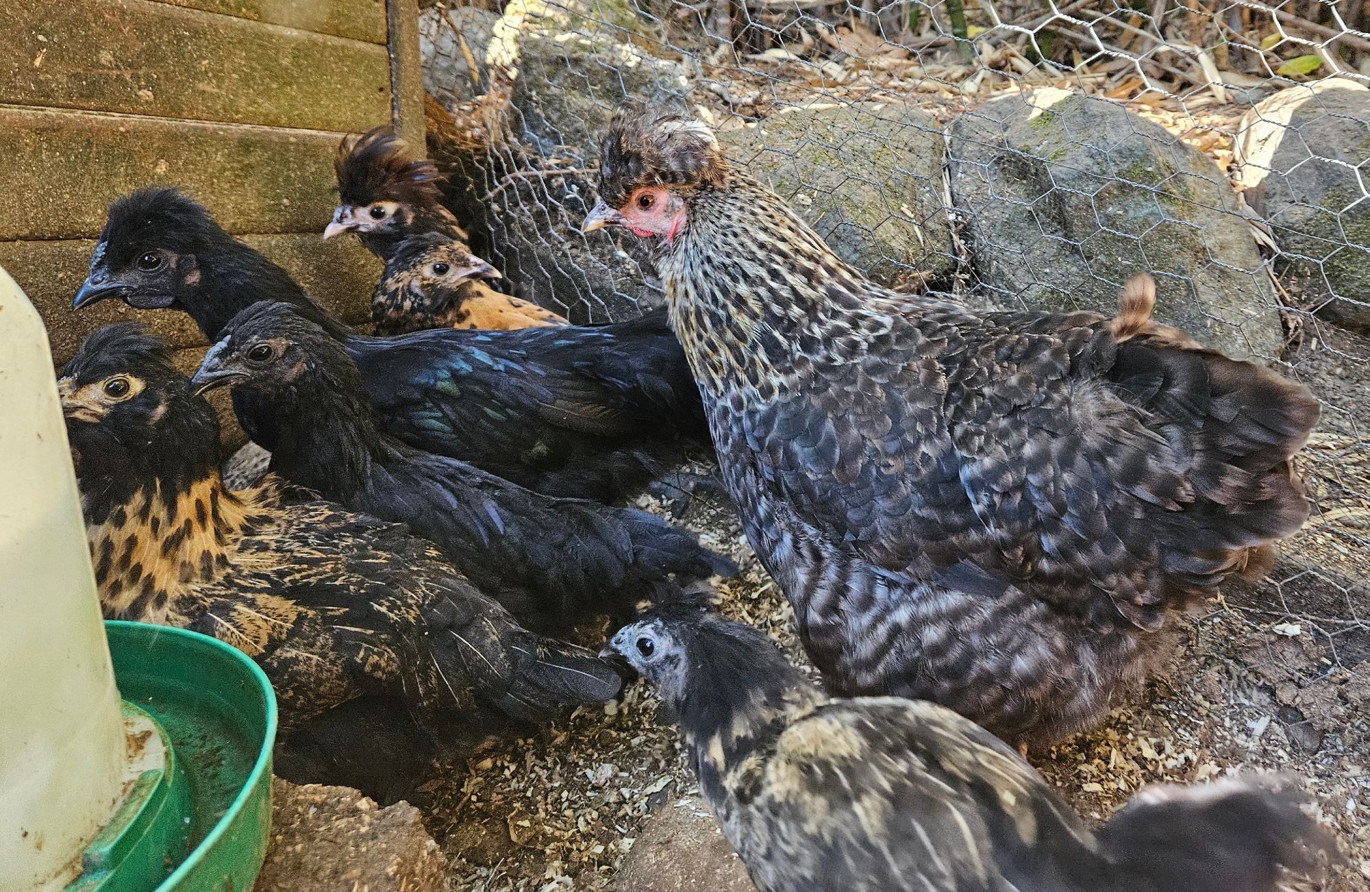 A barred partridge hen and her brood of chicks