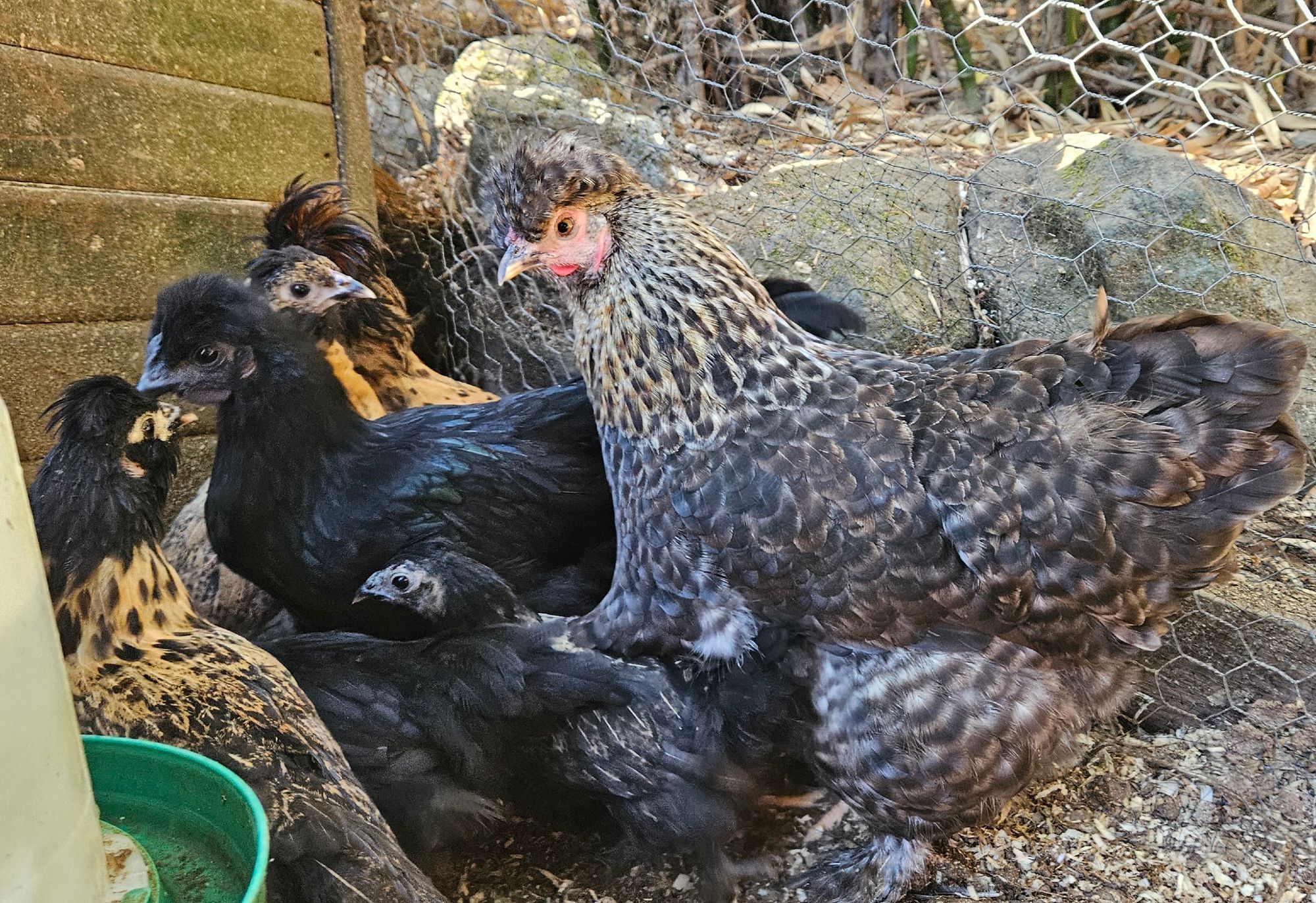 a hen and fledging chicks