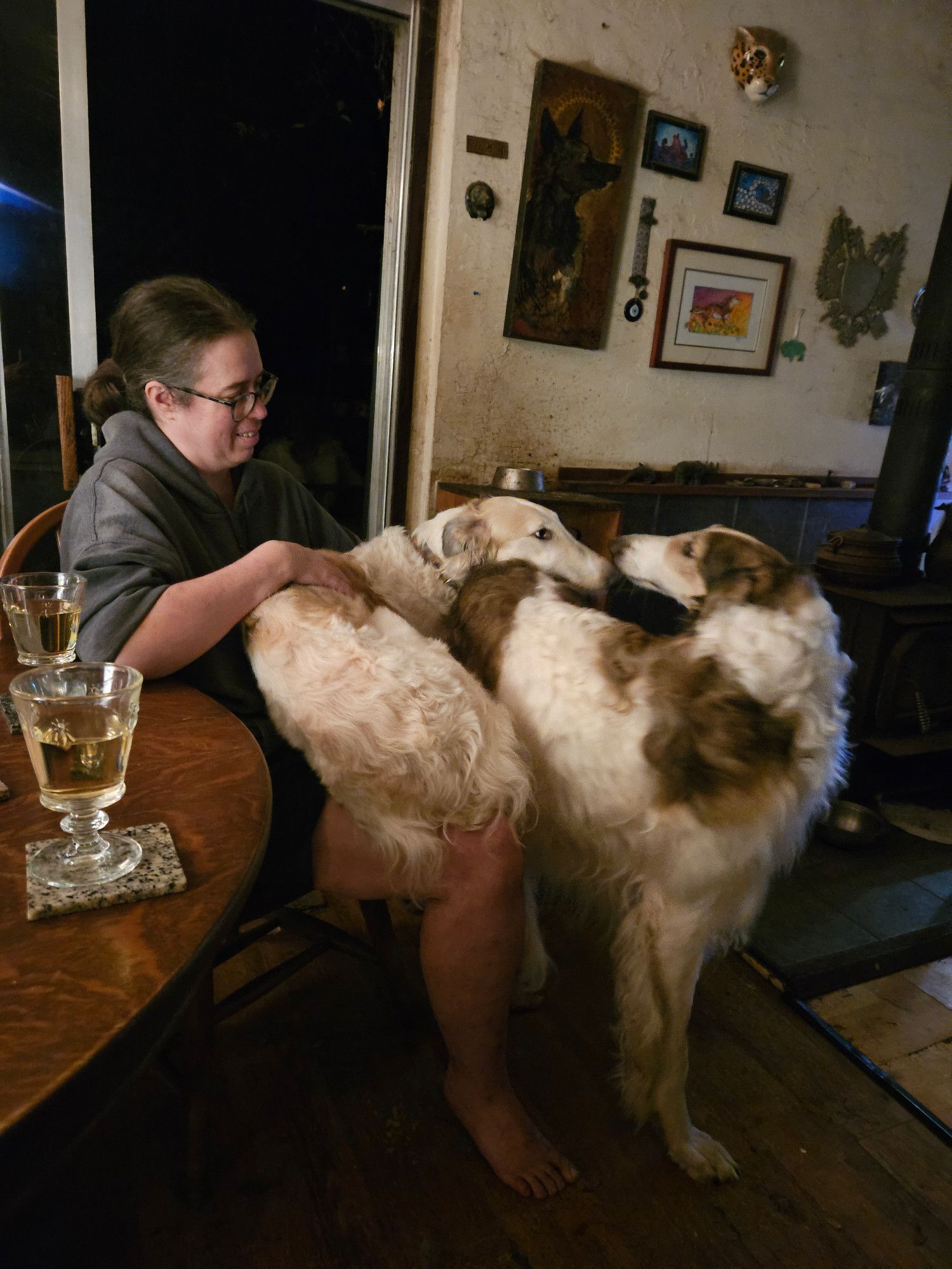 A moderately tall human sits at a wooden table with a full grown borzoi curled comfortably in their lap. Another, taller borzoi stands next to them, curving his head around to touch noses with his smaller sister