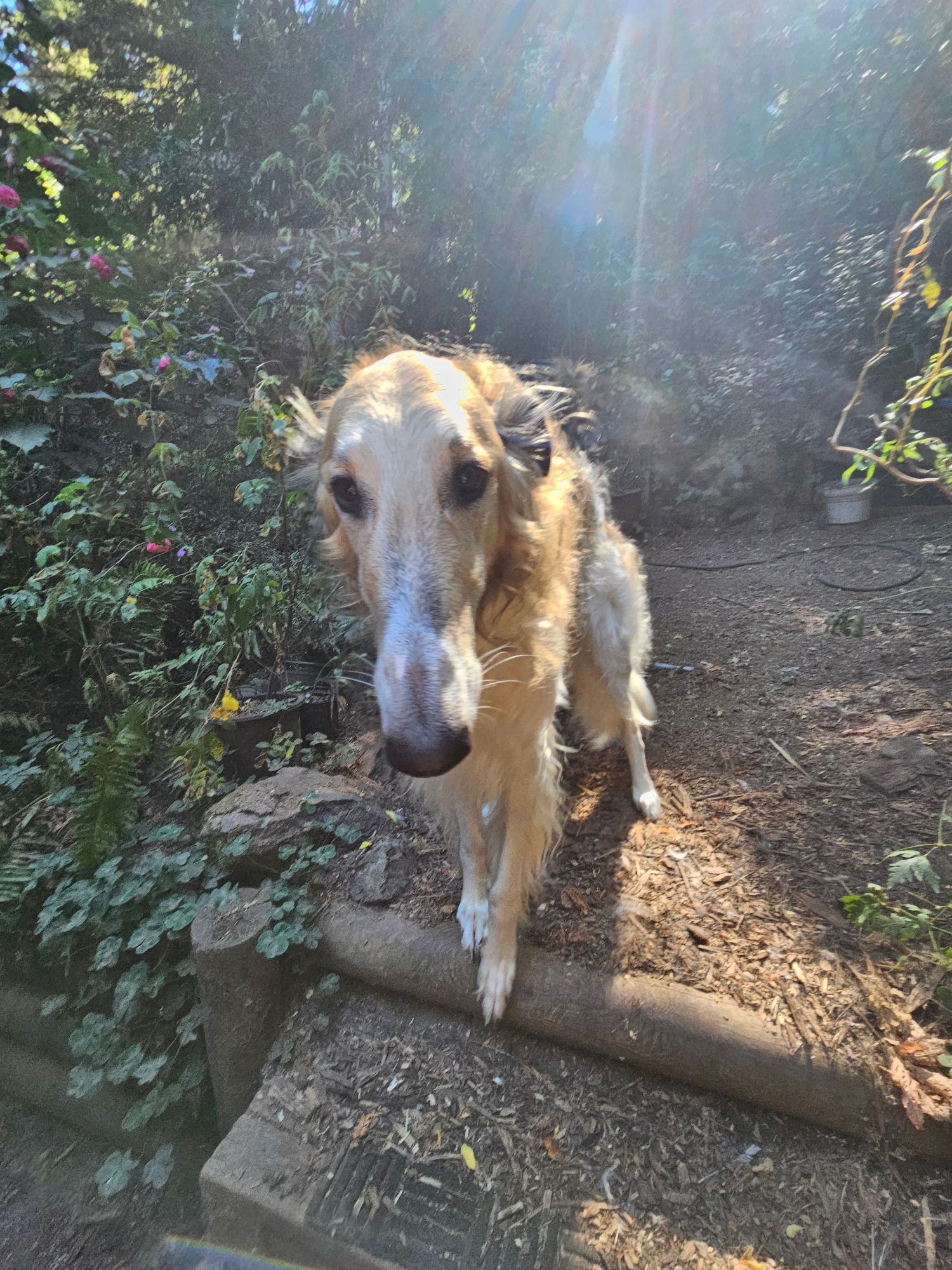 Trout, a borzoi, stands in his garden with his snout nearest the camera, kissed by a sunbeam