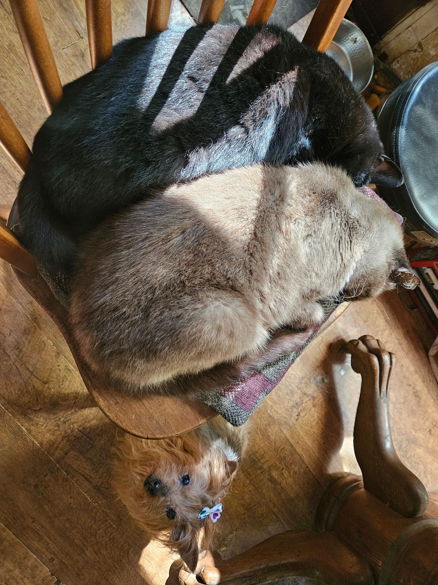 2 cats, black and Siamese, sleep next to each other in identical postures.  A Yorkshire terrier with a slightly askew white top knot bow stands below them