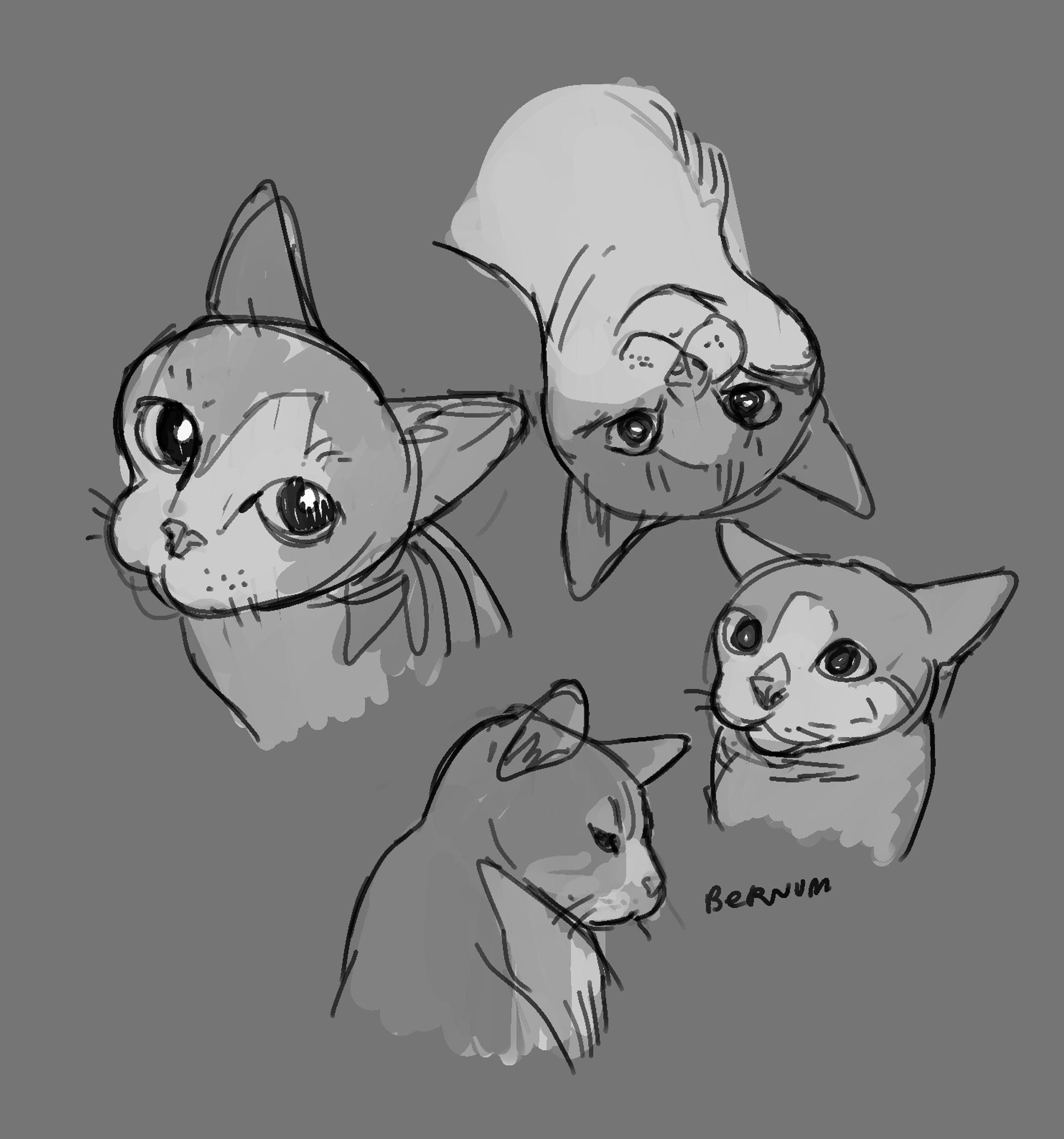 four images of a precious kitty