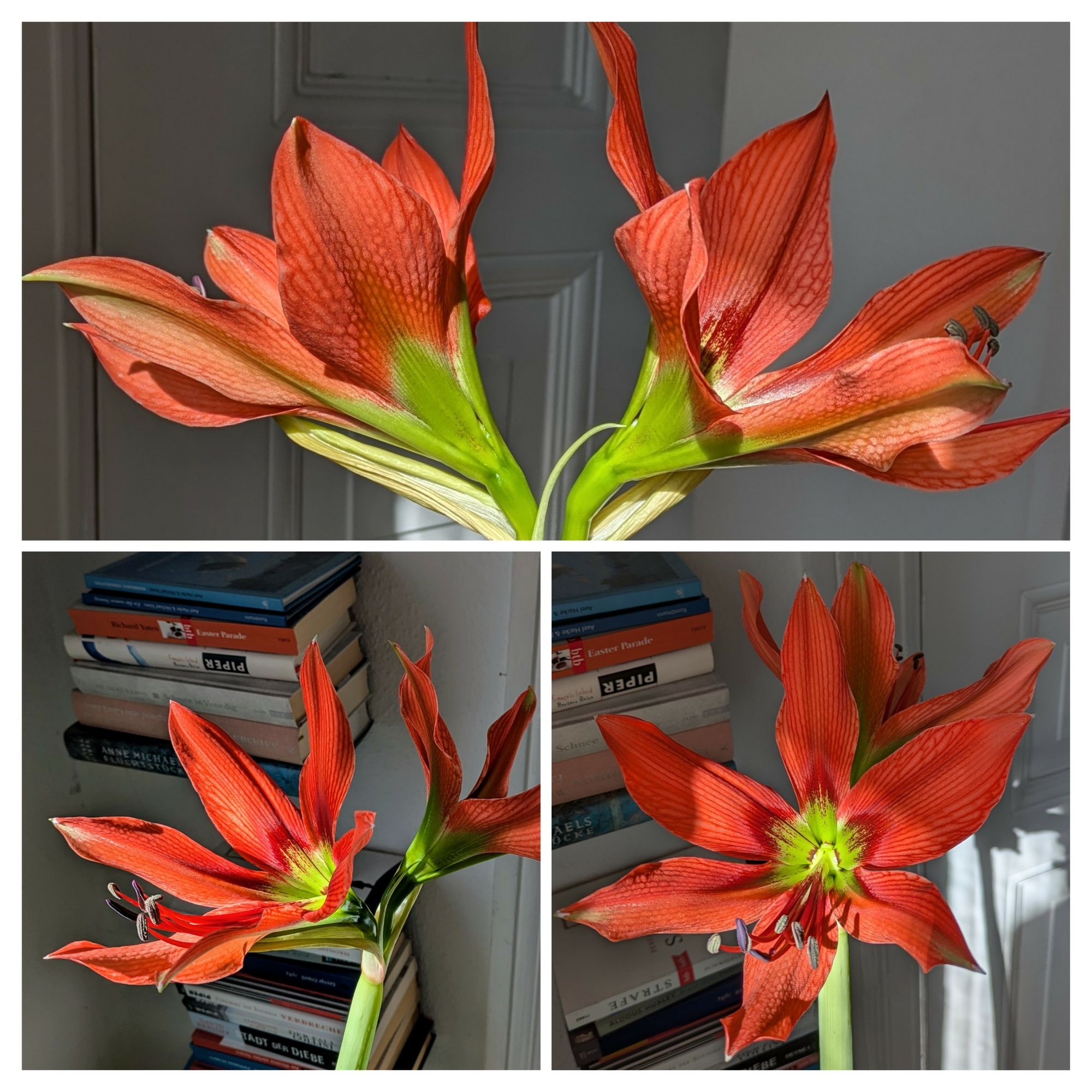 Collage Doppelblüte rote Amaryllis 