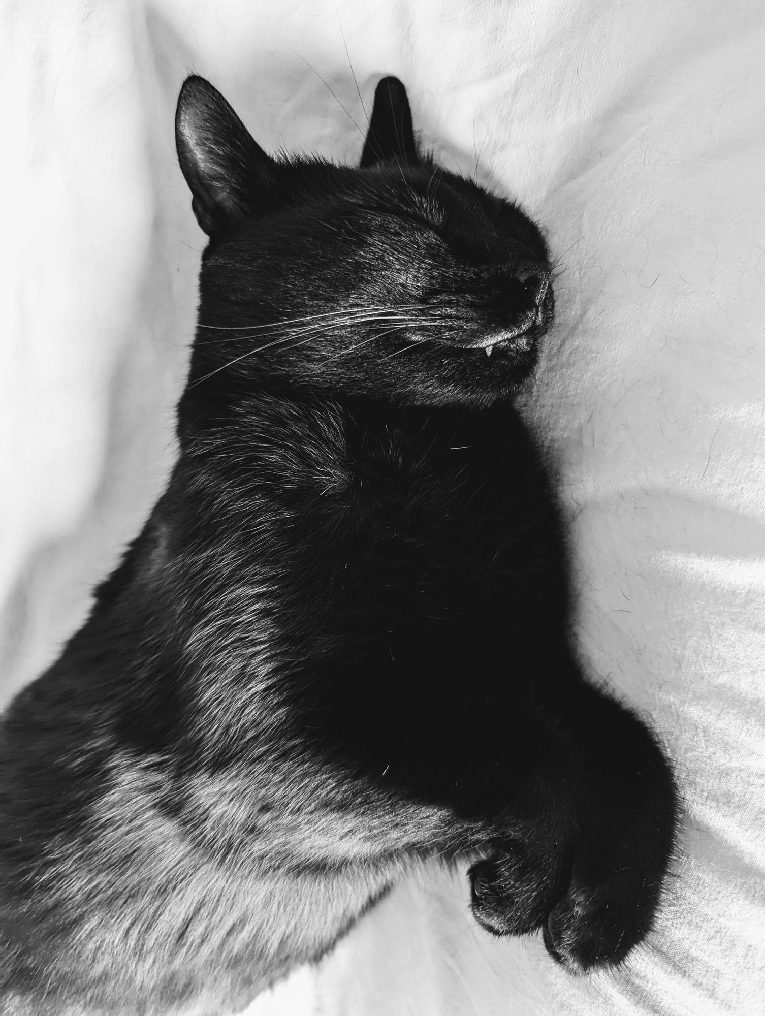 A black cat sleeps