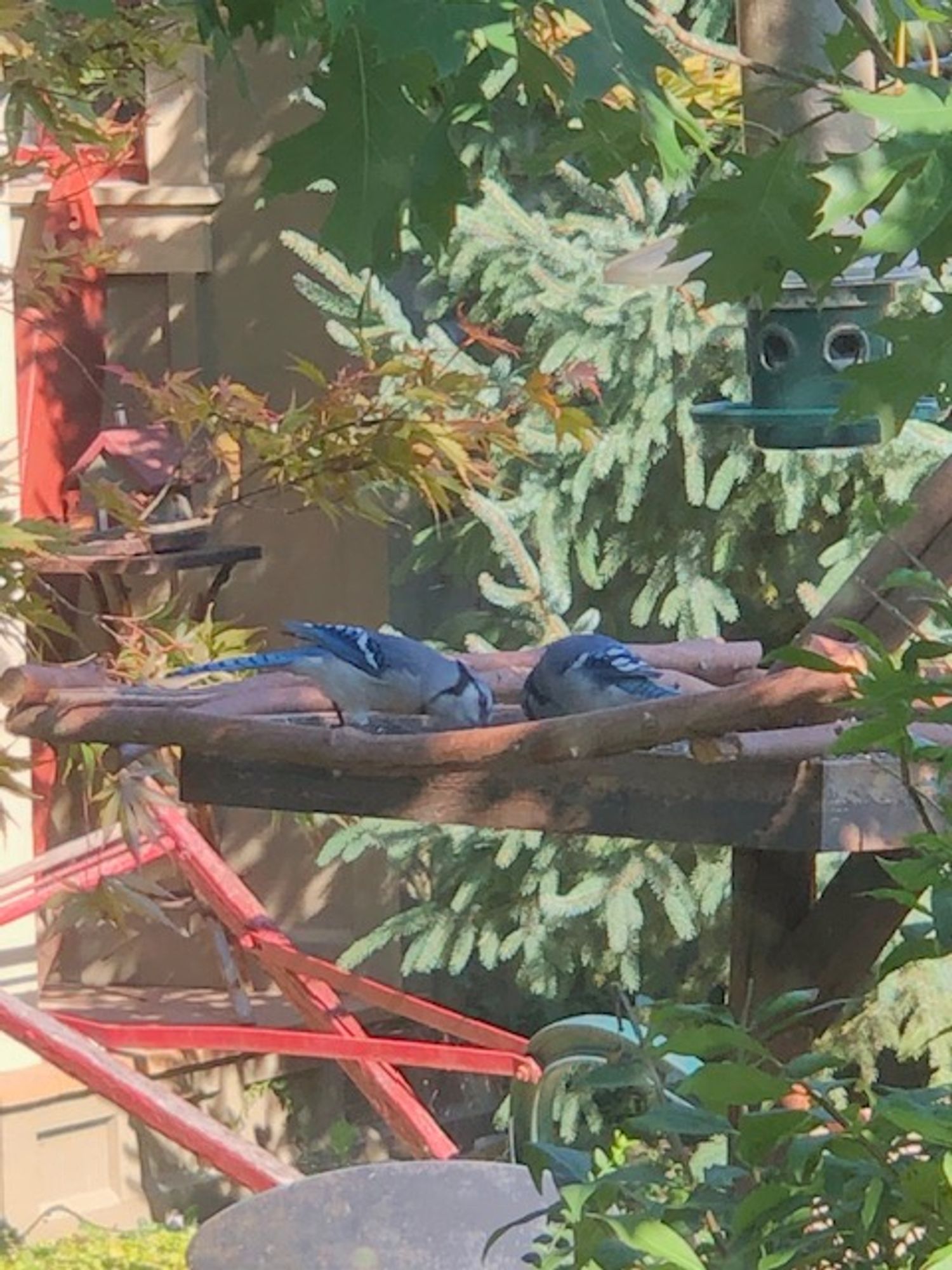 Pretty much same pic except blue jays now are about head-to-head as they retrieve more seed from feeder tray.