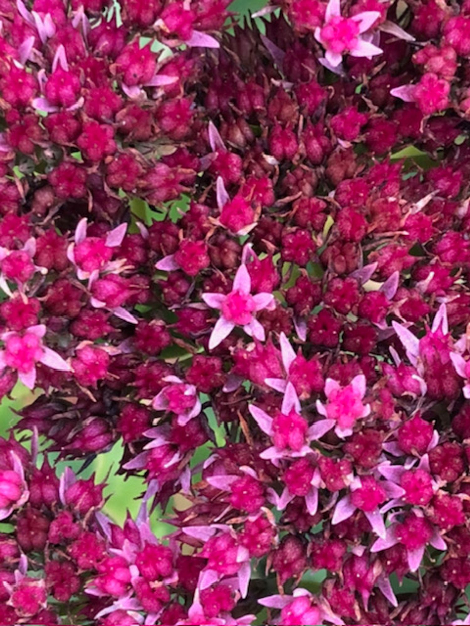 Close-up of the dense clusters of tiny flowers.