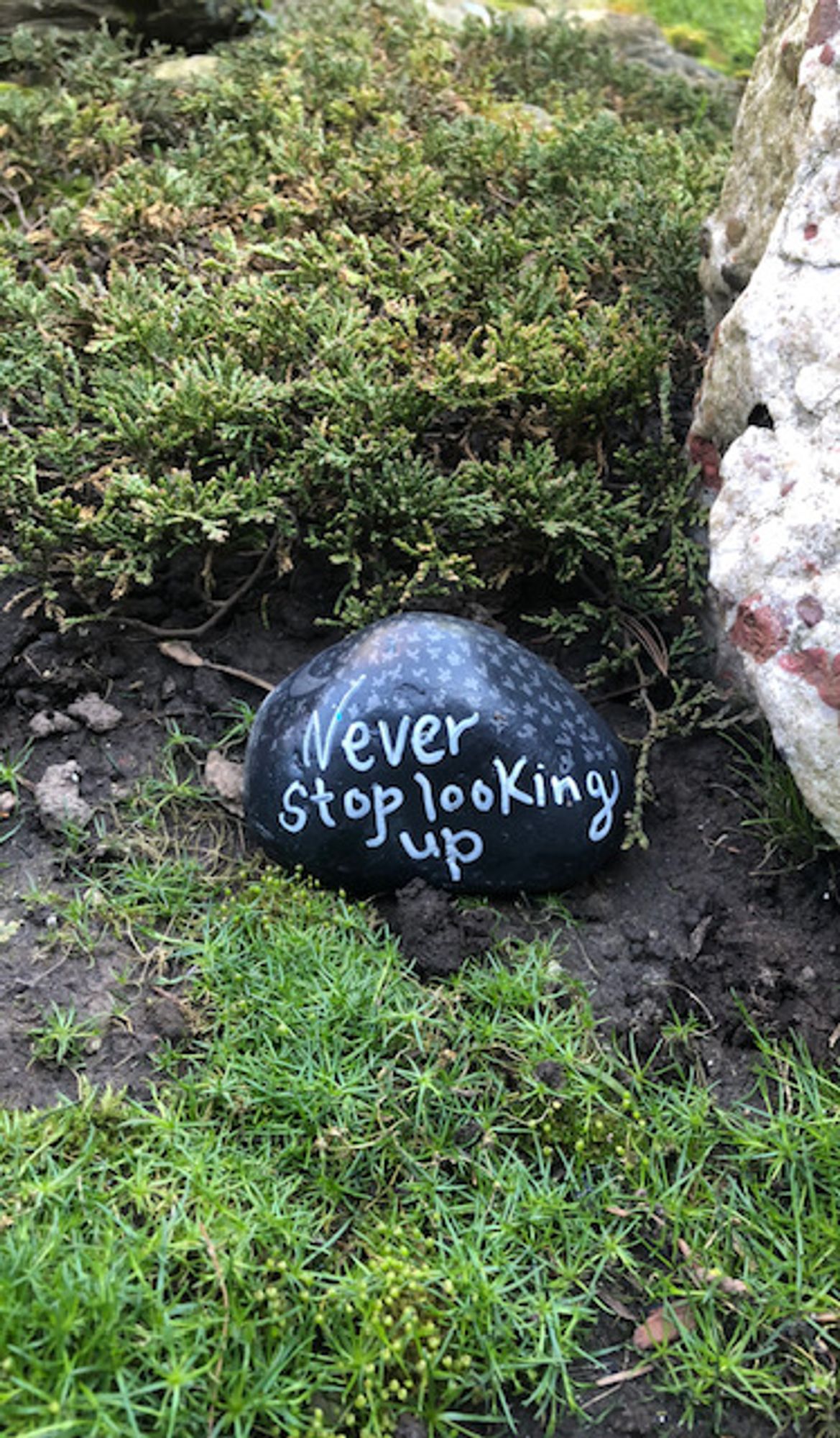 This is the rock I brought home to my garden. It is painted black and has the follwowing inscription, "Never stop looking up." Numerous little white stars are painted above the inscription . The rock is placed between some creeping juniper and what PictureThis! identifies as bird's-eye pearlwort, an annual, but this is a perennial that I never planted (would appreciate any suggestions on identification). In the top right is the edge of a much larger rock called pudding stone, a congomerate of pebbles, some of which include rusty red jasper.