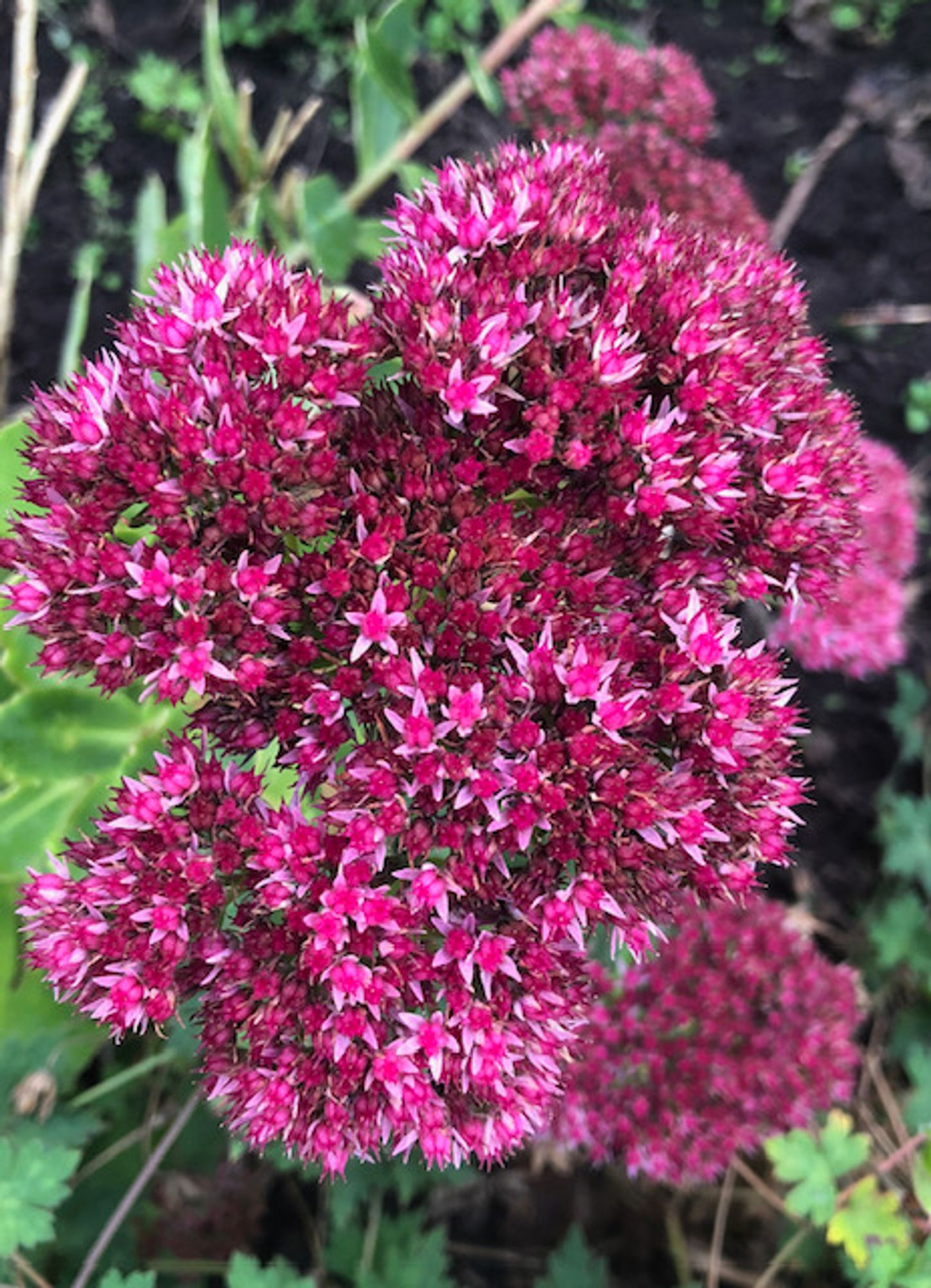 Sedum (stonecrop), with its dense clusters of pink star-shaped flowers, several still to open, and blurred green foliage in the background.