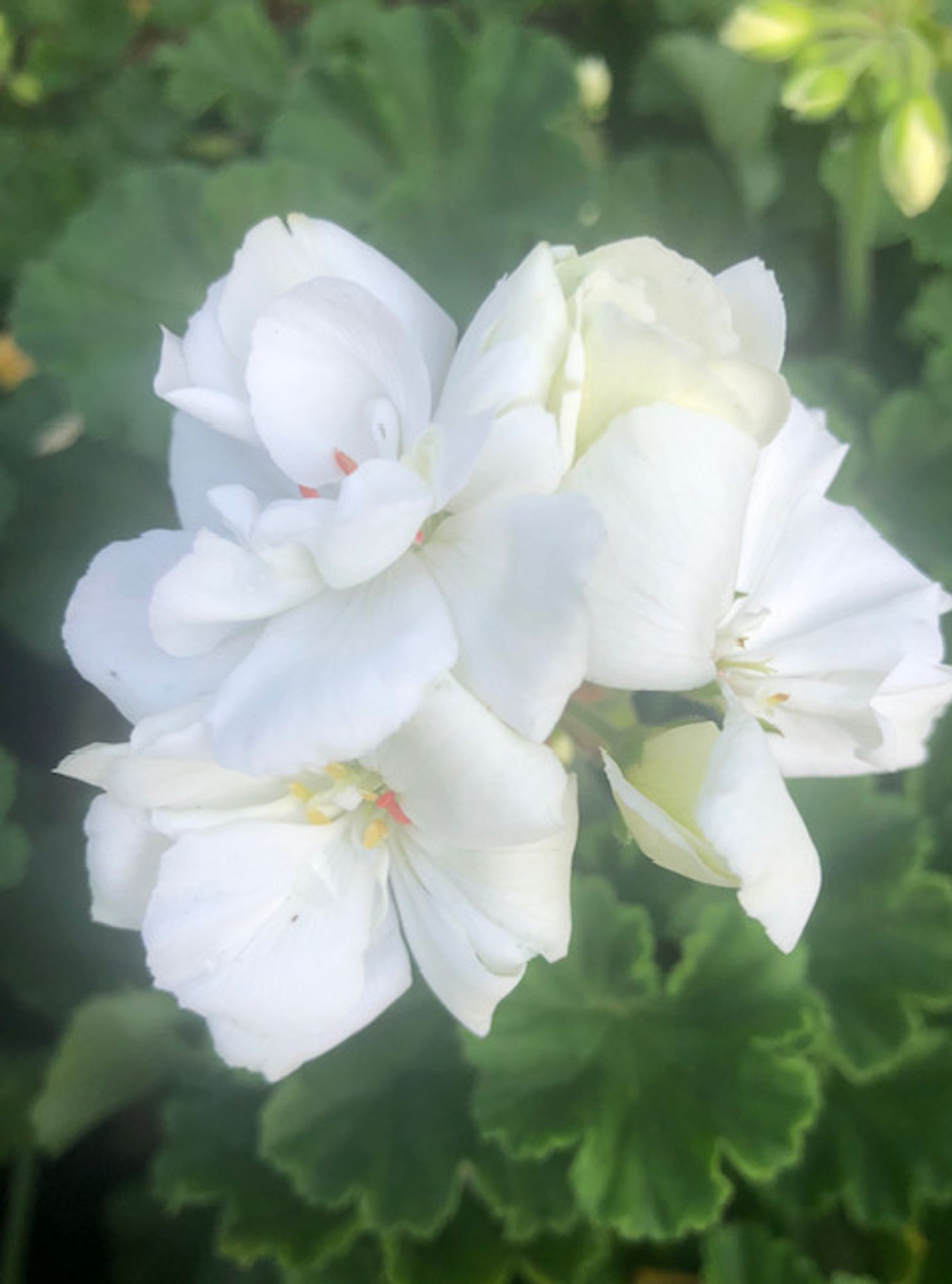 A geranium, with its cluster of white flowers and velvety green leaves with curled edges, made hazy in the pic by the cell phone camera because of the bright white adds just a touch of the ethereal.