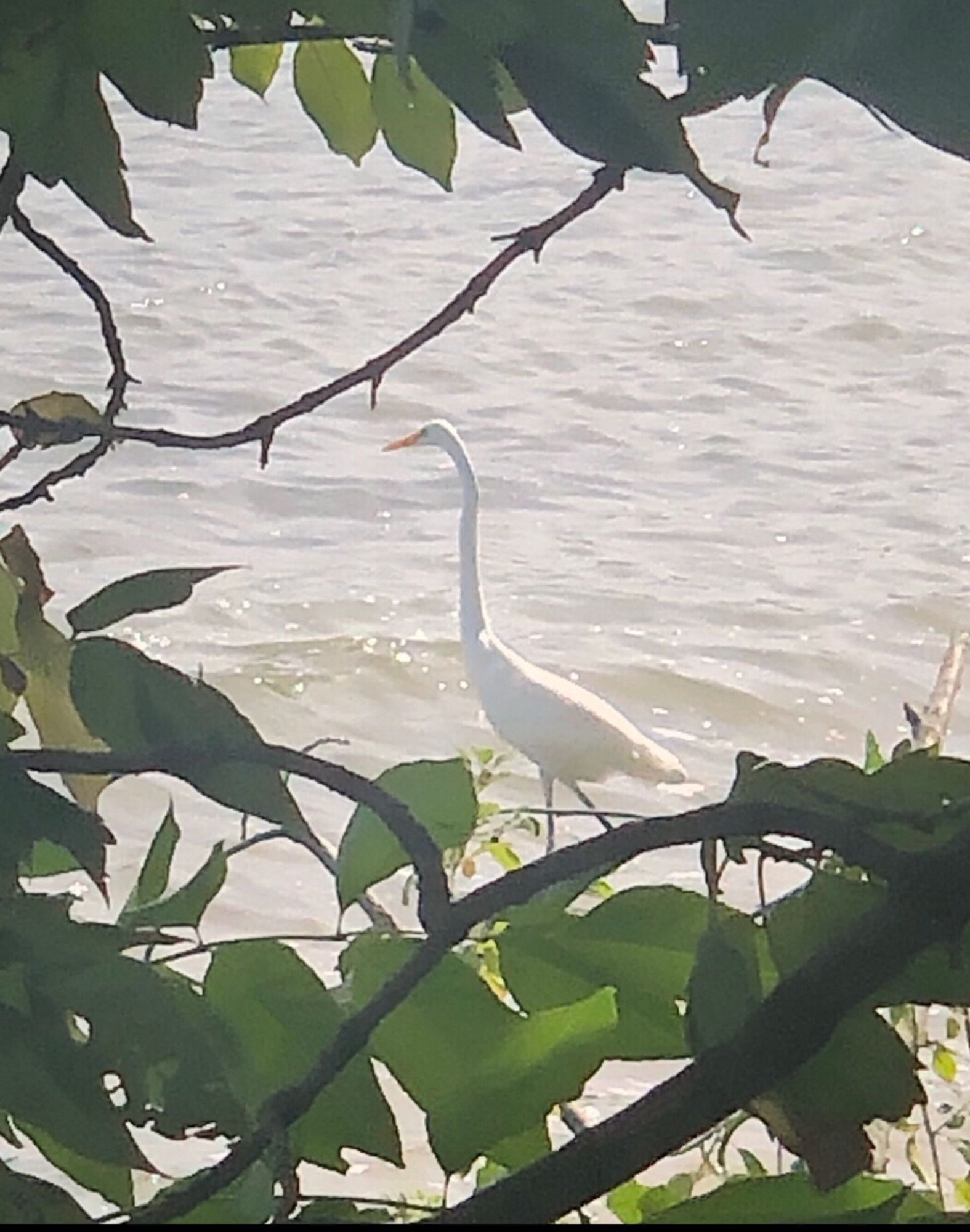 In the bright afternoon sun and framed by a box elder at the shoreline is an egret facing left as it walks slowly in the glistening shallow water of the Upper Niagara River.