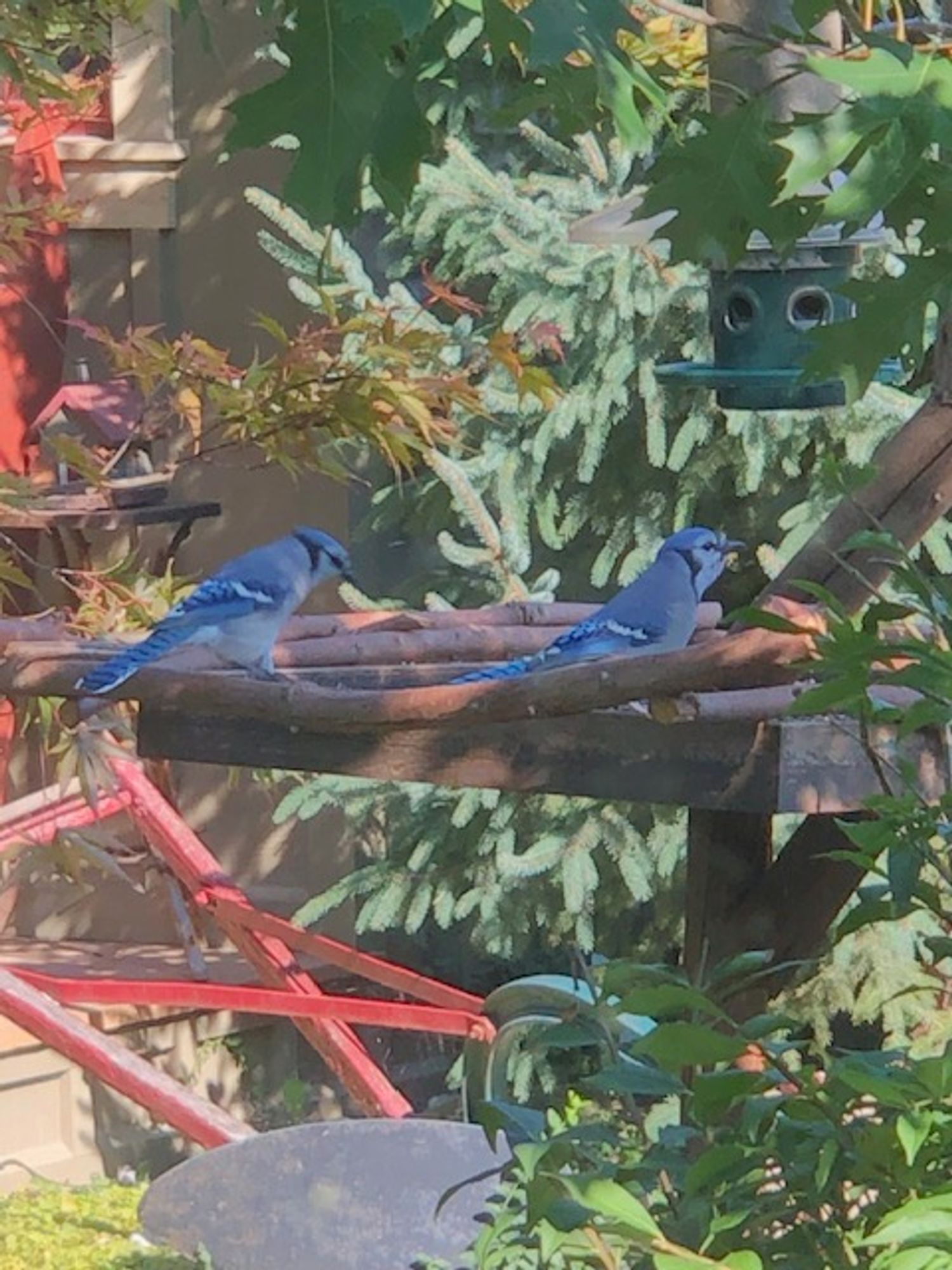 First, apologies for blurry pics that were taken through a dirty garage window. In this pic, two Blue Jays are on the tray of an elevated wooden bird feeder as they chow down on unshelled sunflower seed. Above them is the bottom part of a hanging bird feeder also filled with same seed and where leaves of a Northern Red Oak partially obscure it. In the lower foreground, going from left to right, is an antique seeder with red handles and leaves of a burning bush. In the middle left, and looking like they're hanging above the blue jays are leaves of a Japanese maple. And in the background, on the left, is a partial view of an outbuilding, while on the right is a Norway spruce.