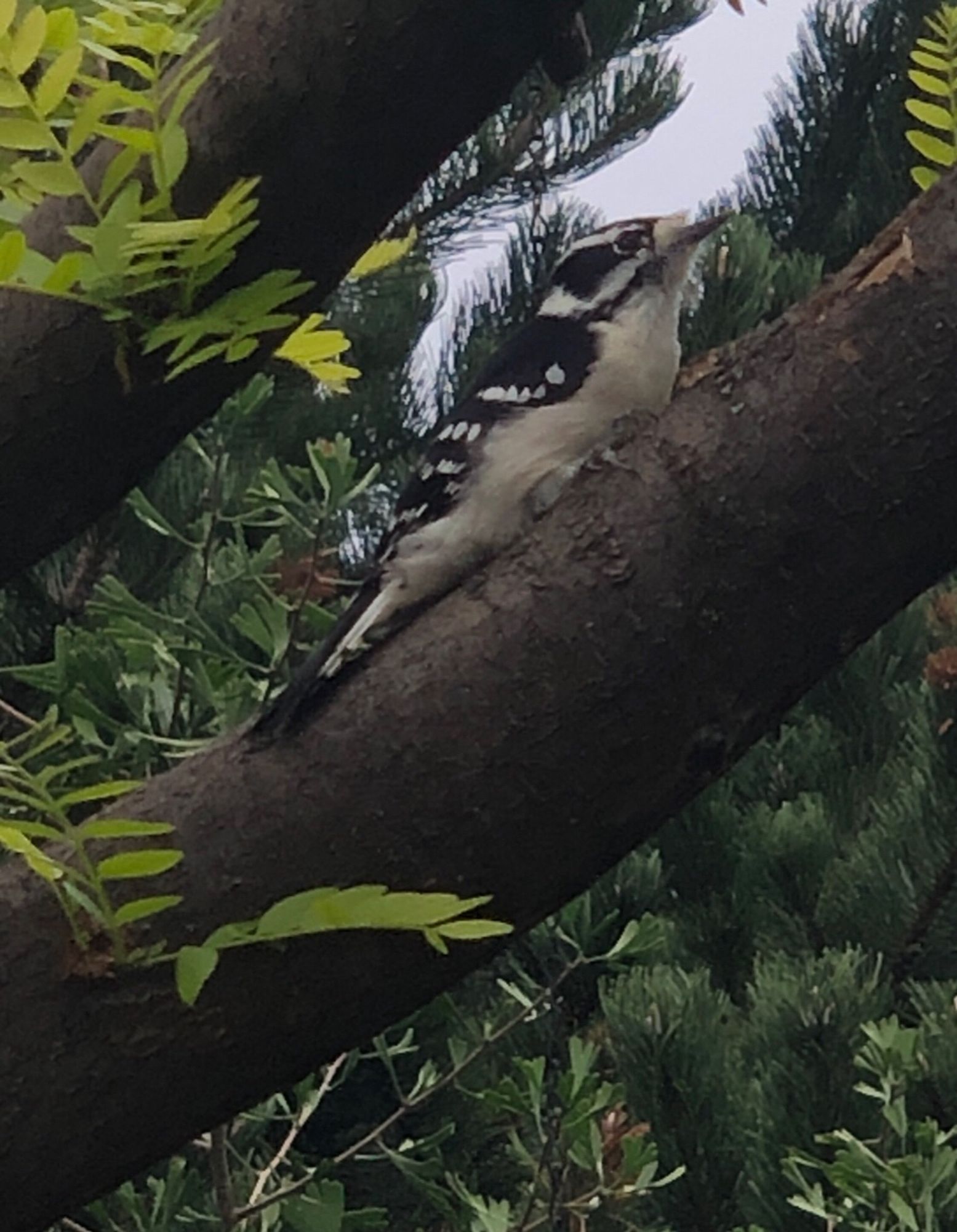 Against a gray sky and just above a peanut feeder not seen in pic, a female downy woodpecker, in a protective posture, looks straight ahead with her motionless body pressed against a sunburst locust branch. In the background are leaves of a katsura standard and branches of an Austrian pine.