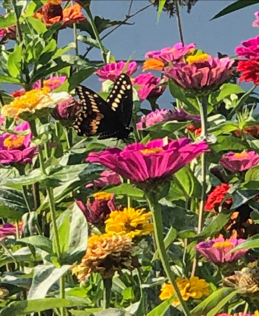 Against a white-sided house, a black swallowtail butterfly on colourful garden zinnia in a neighbourhood perennial garden.