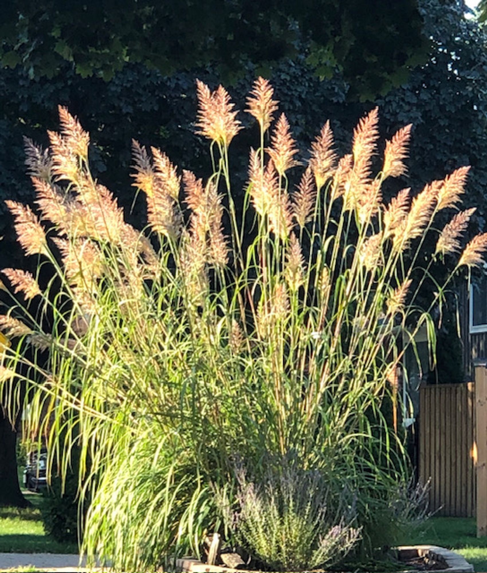 With the sunlight streaming through its fluffy blooms at the end of its long stems, huge ravenna grass always commands attention in the neighbourhood garden in the fall season. In the bottom left, the back of an SUV gives an idea of the height of this ornamental grass. A wooden fence is in the bottom right, while at the top of the pic, the dark green leaves of a Norway maple provide a nice contrast to the showy flowers.