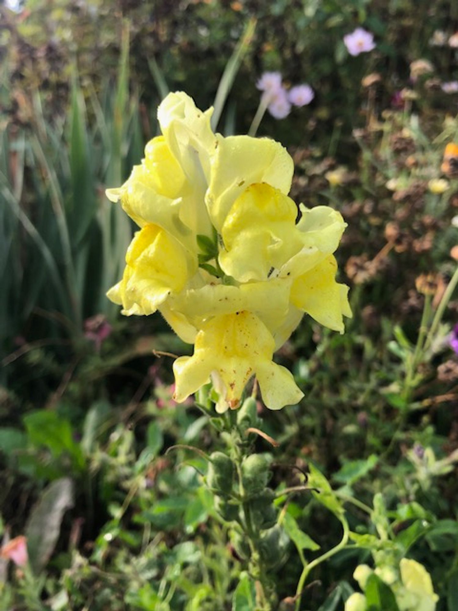 A snapdragon, with its soft yellow tubular flowers and closed liplike mouths showing some aging with some brown spots, rises among a mass of green foliage.