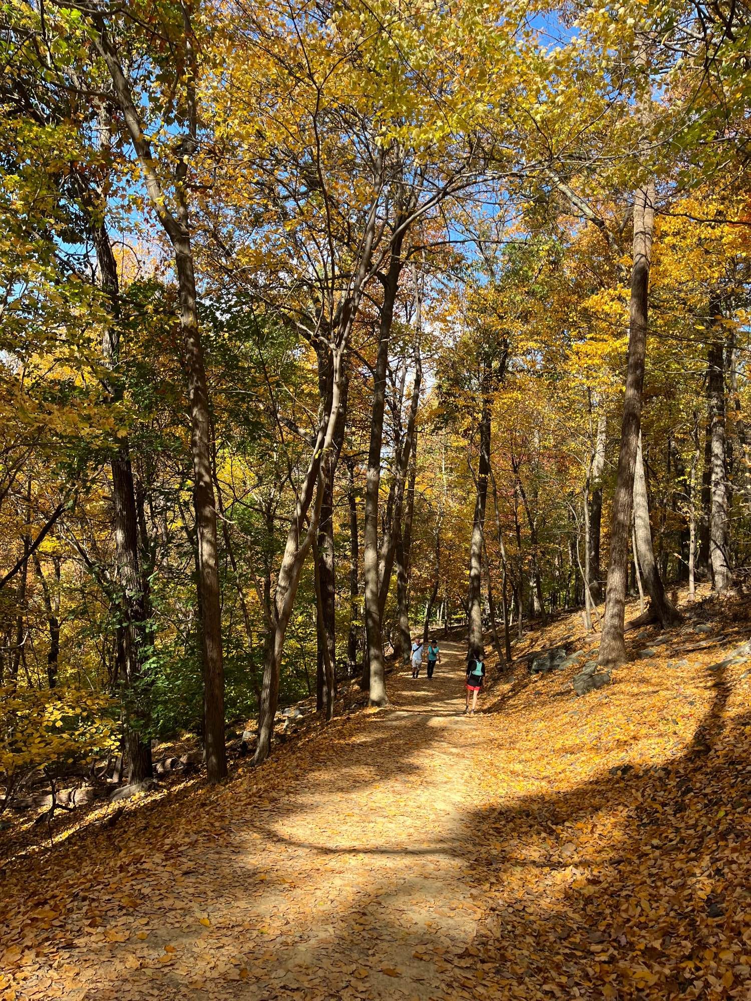 Yellow leaves covering a trail through the woods