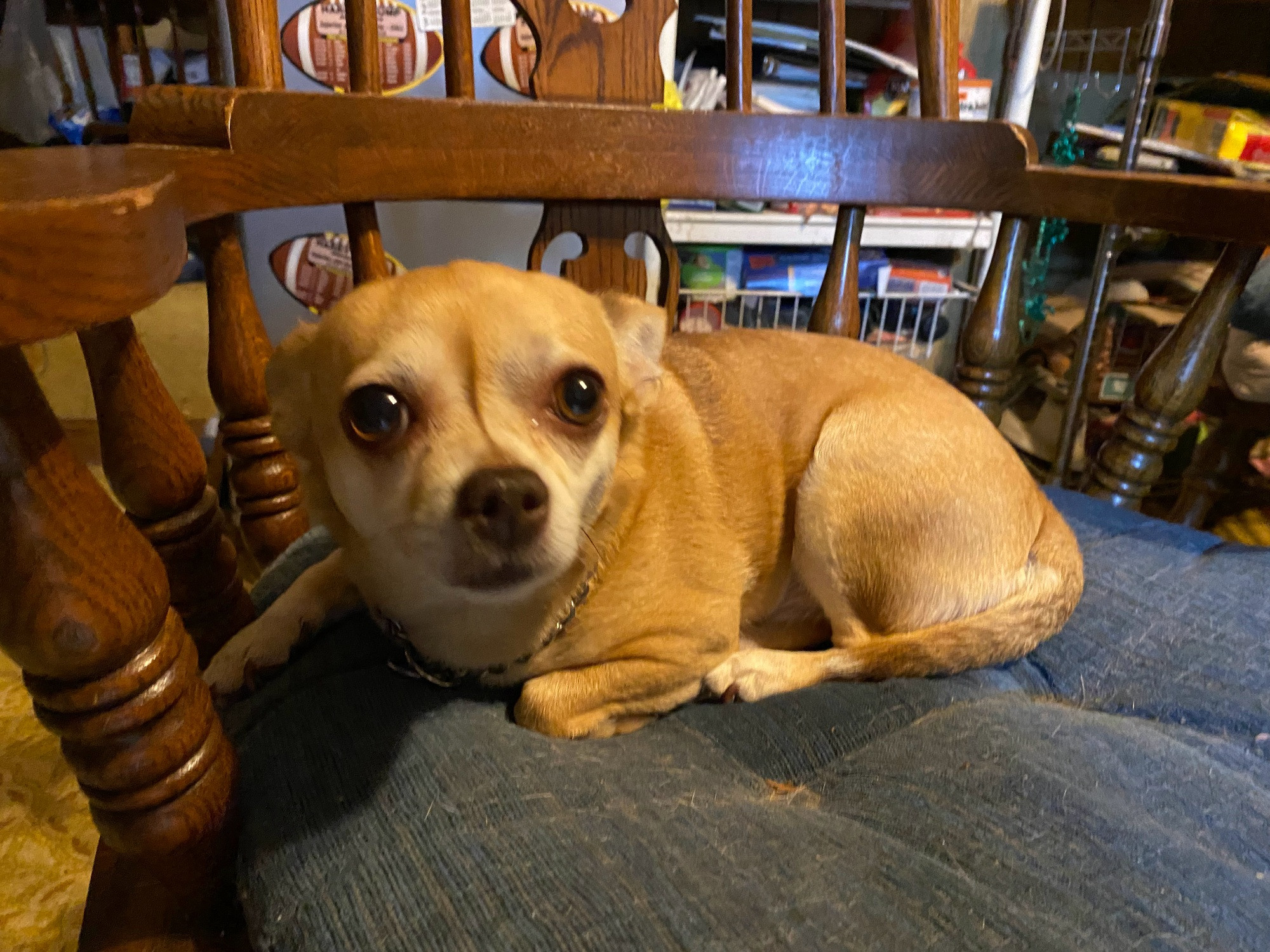 Bambi, my grandpa's dog