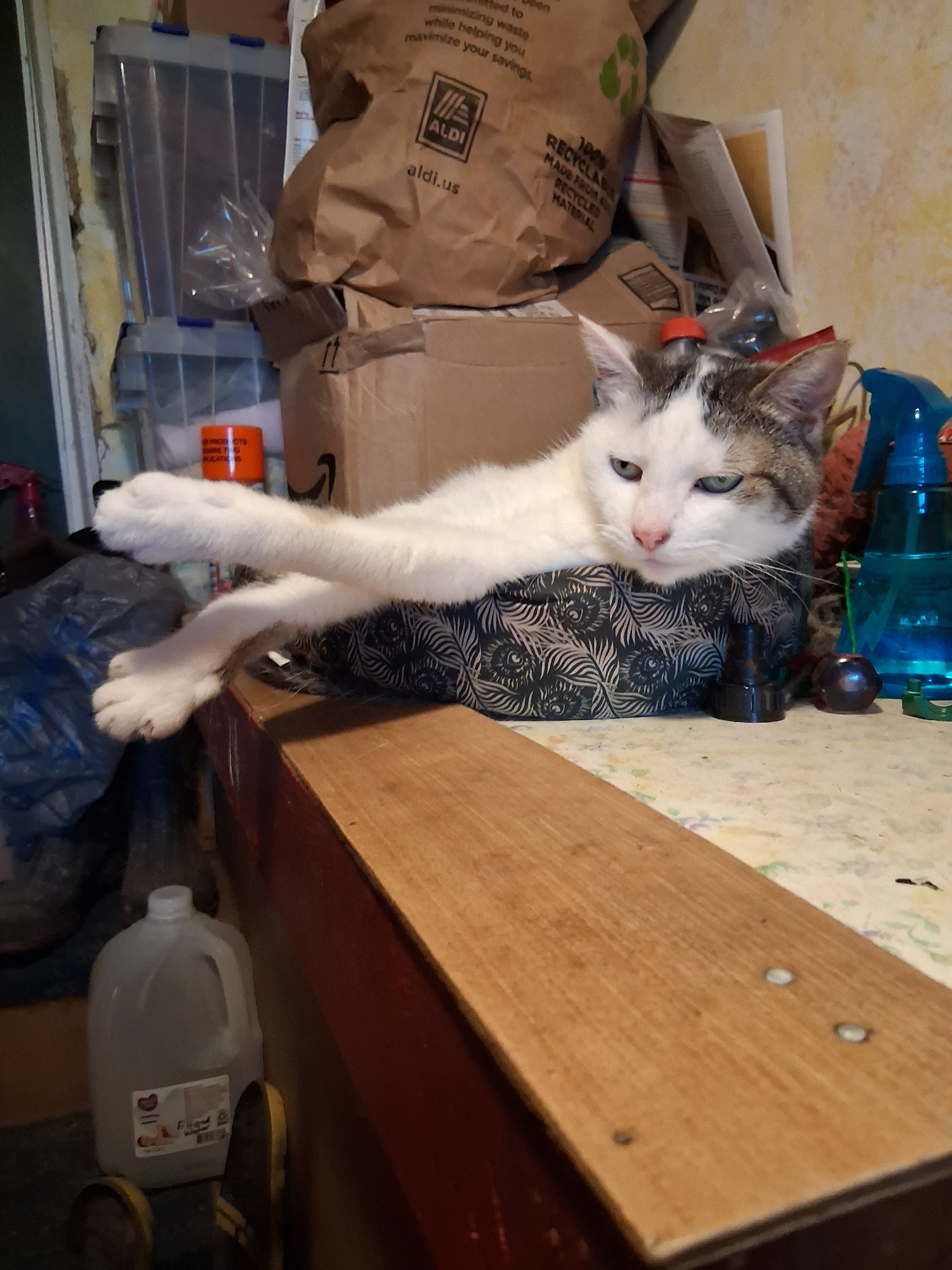 Gwen, the grumpy old lady