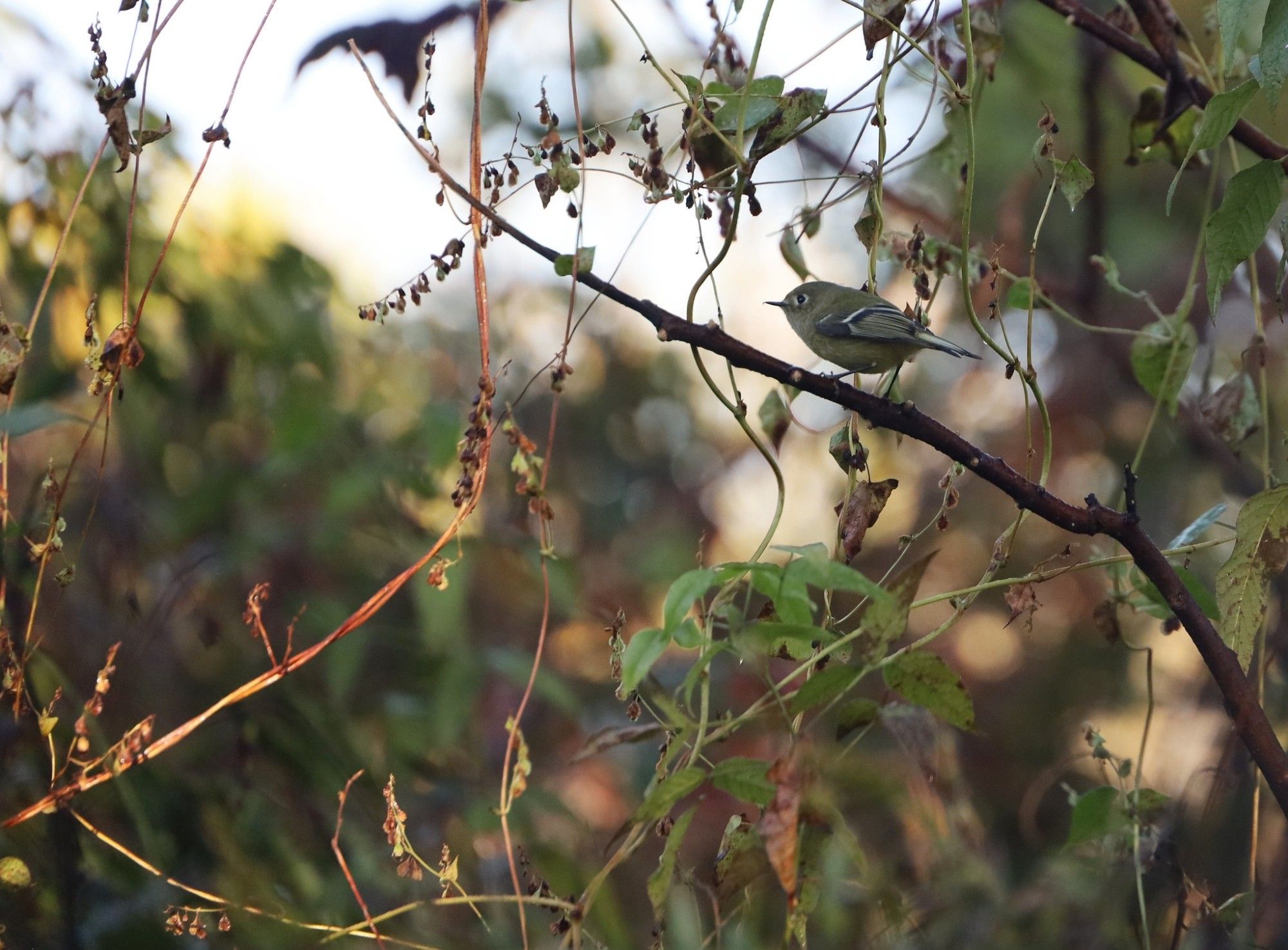 A small green bird with white eye rings and wing bars sitting on a branch. It looks very fierce