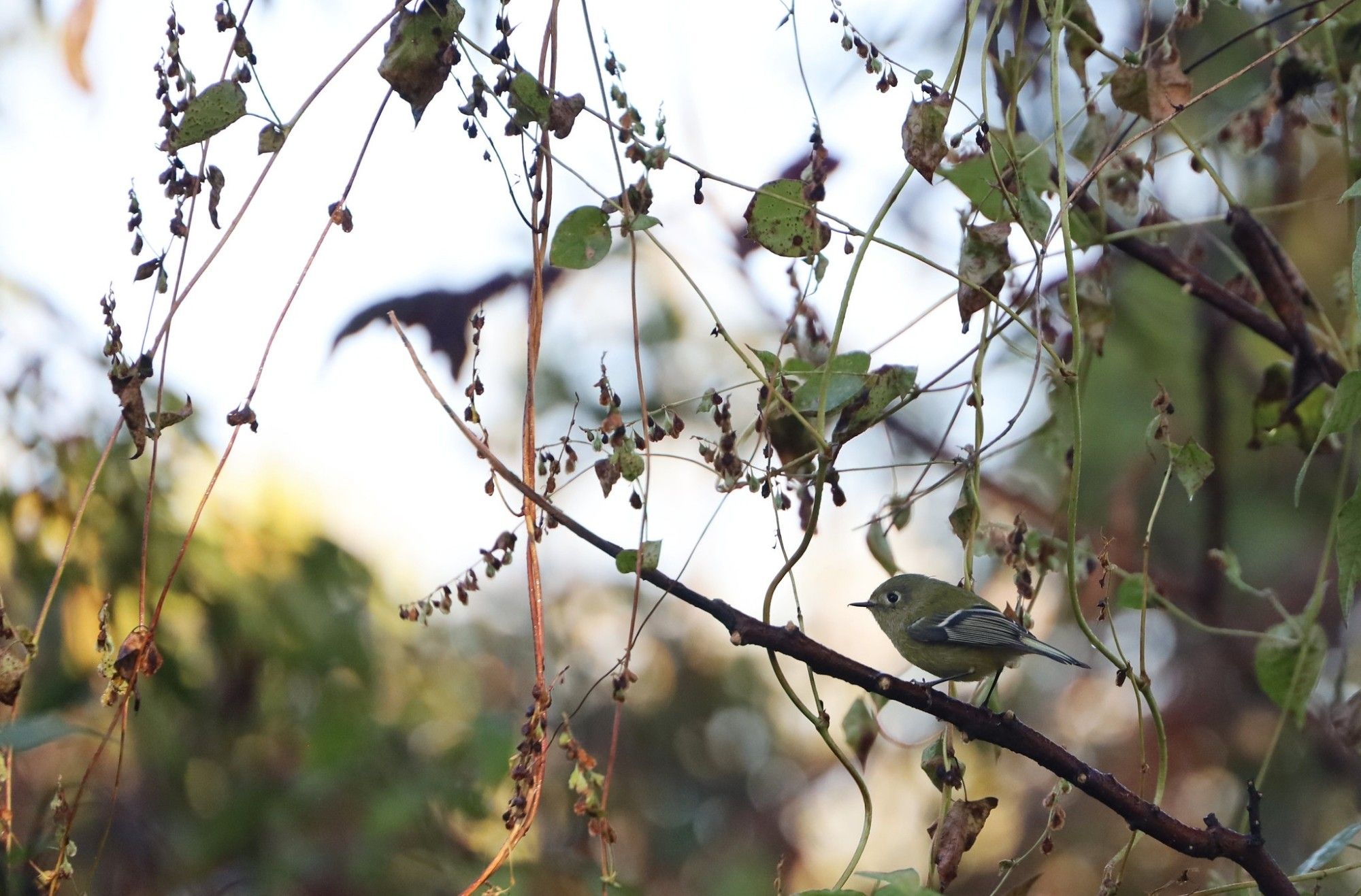 A small green bird with white eye rings and wing bars sitting on a branch. It looks very fierce