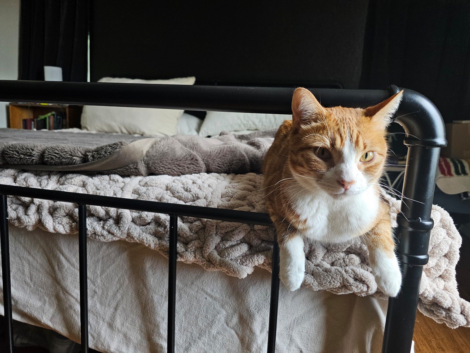 Salmon the orange and white kitty drapes his front over the edge of the bed rail . He is gazing vacently over your right shoulder