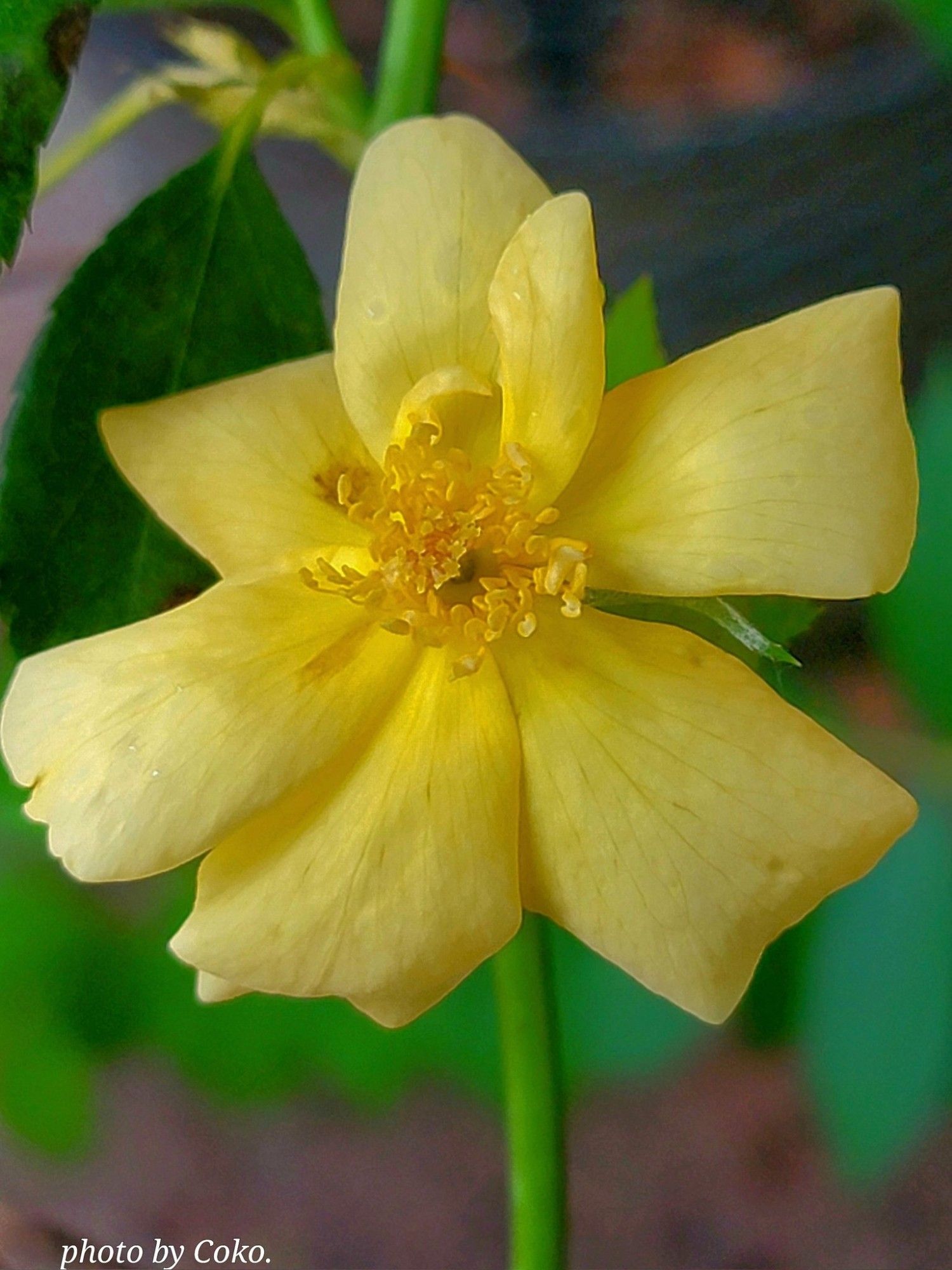 I know it's a small bloom, but what a cheer to see this morning.  
"Trials keep you strong, Sorrow keeps you human, Failure keeps you humble, and God keeps you going."