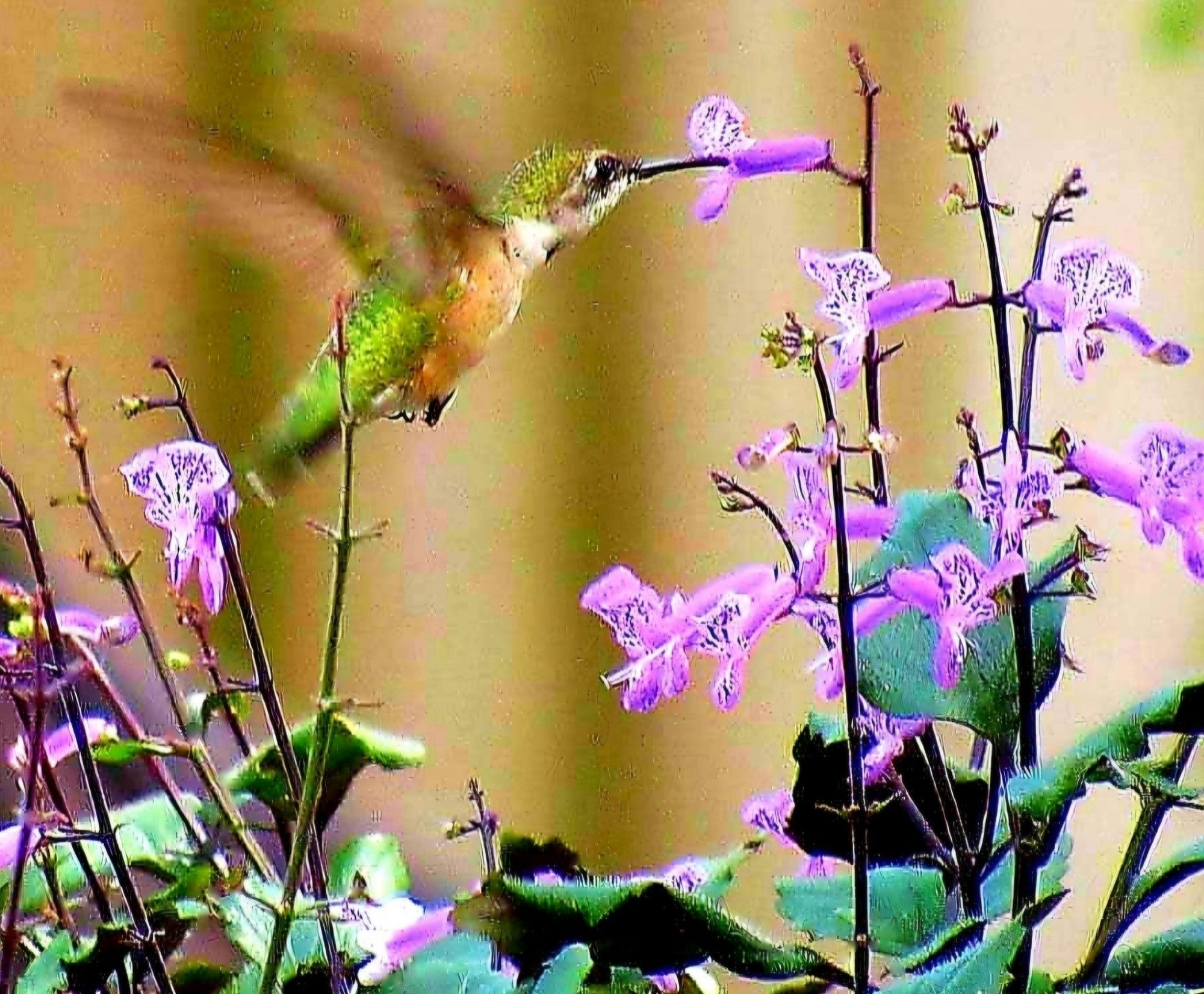 First Hummingbird in our flowergarden this season!