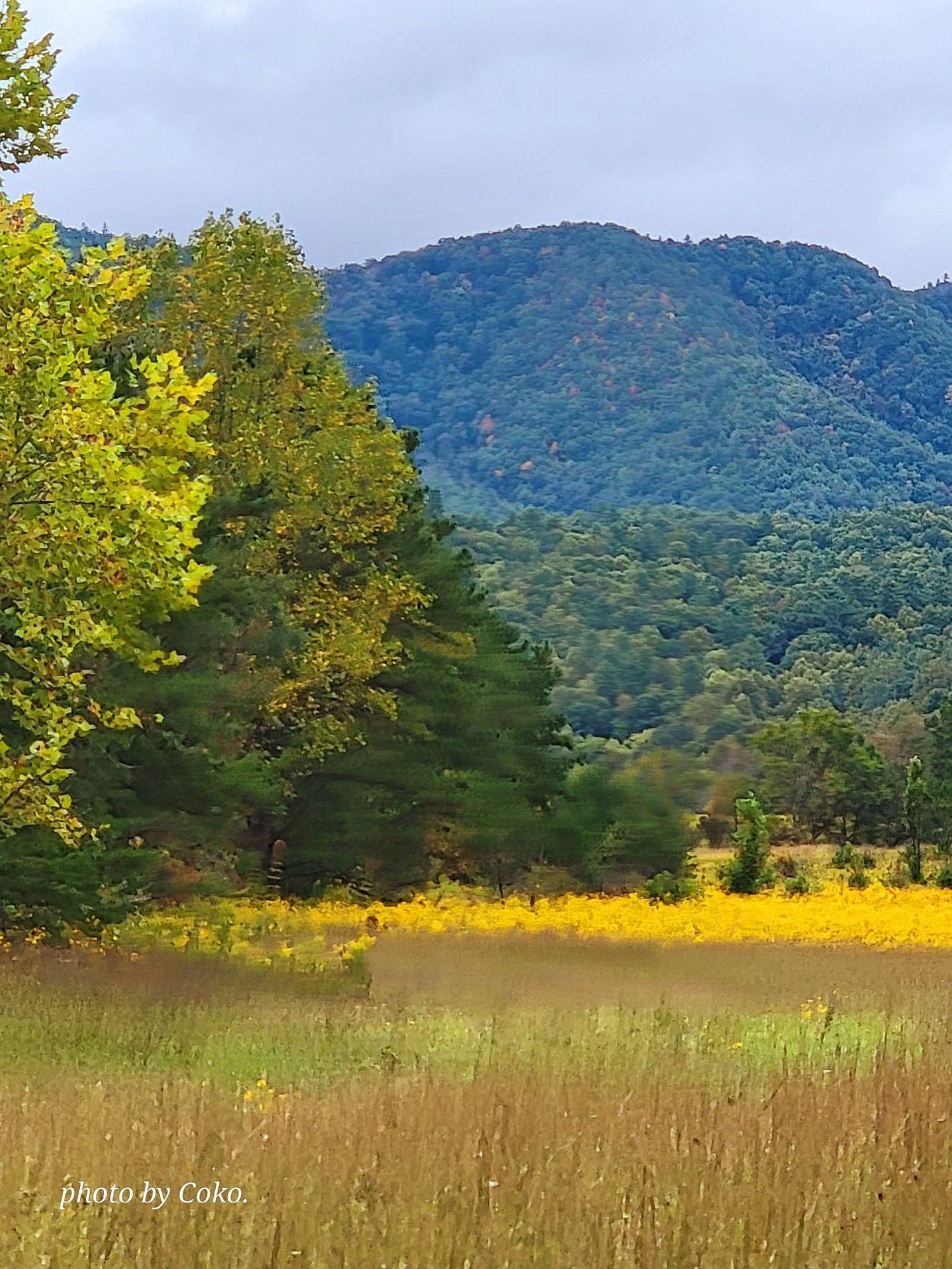 My view from the Great Smoky Mountains