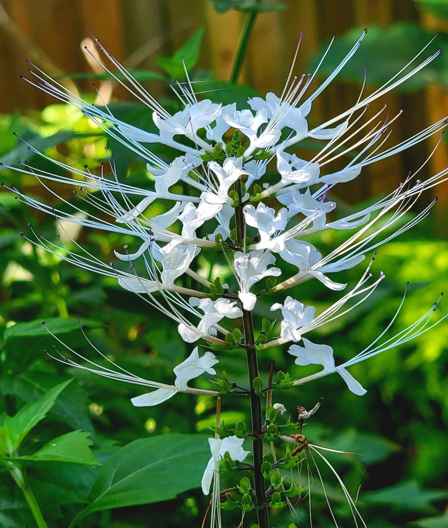 A bloom from my Cat Whiskers plant this morning.