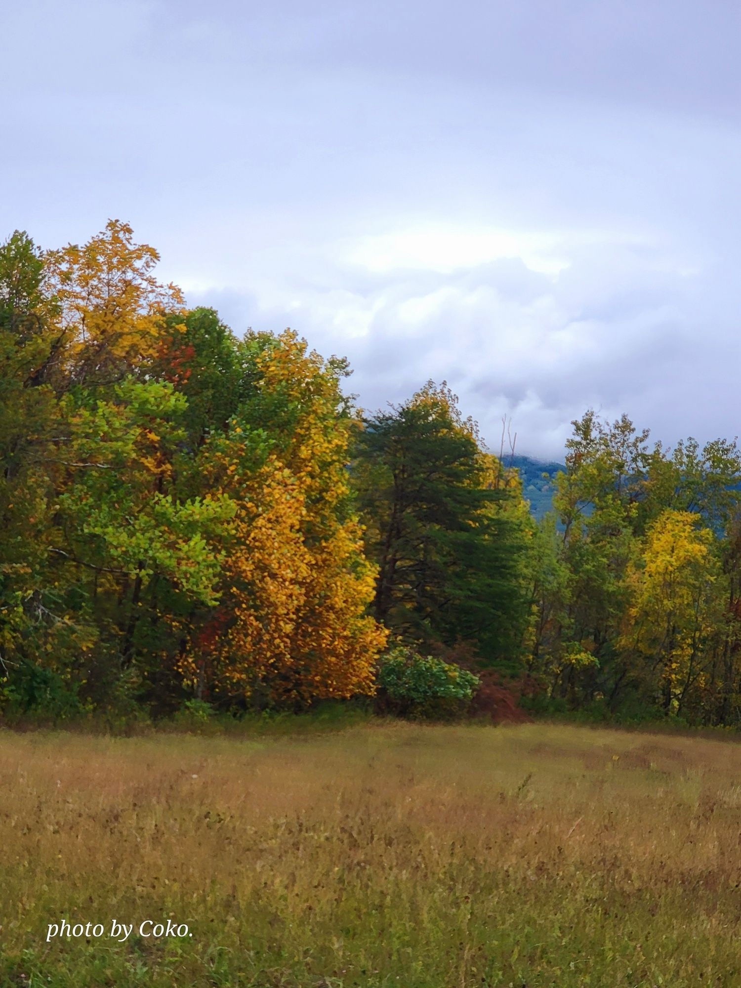 One of my views from the Great Smoky Mountains.