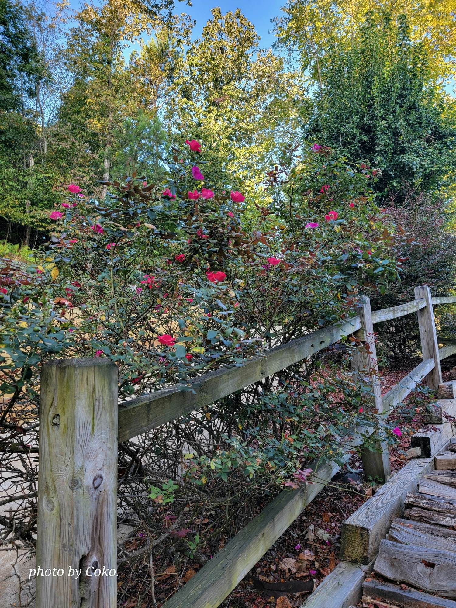 Delighted to see knockout roses still in bloom at the chalet during our stay.