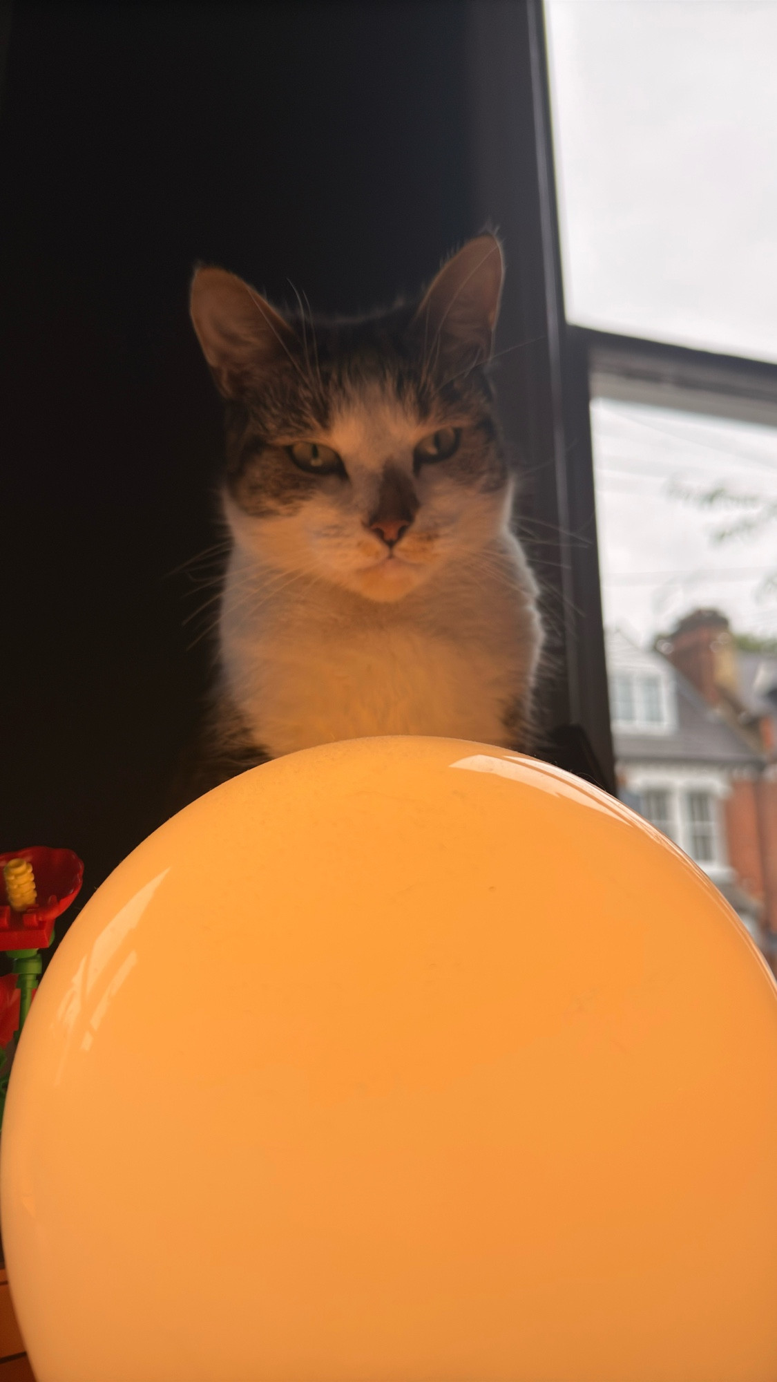 My cat Patrick, looking cross whilst sat behind a glowing orb lamp