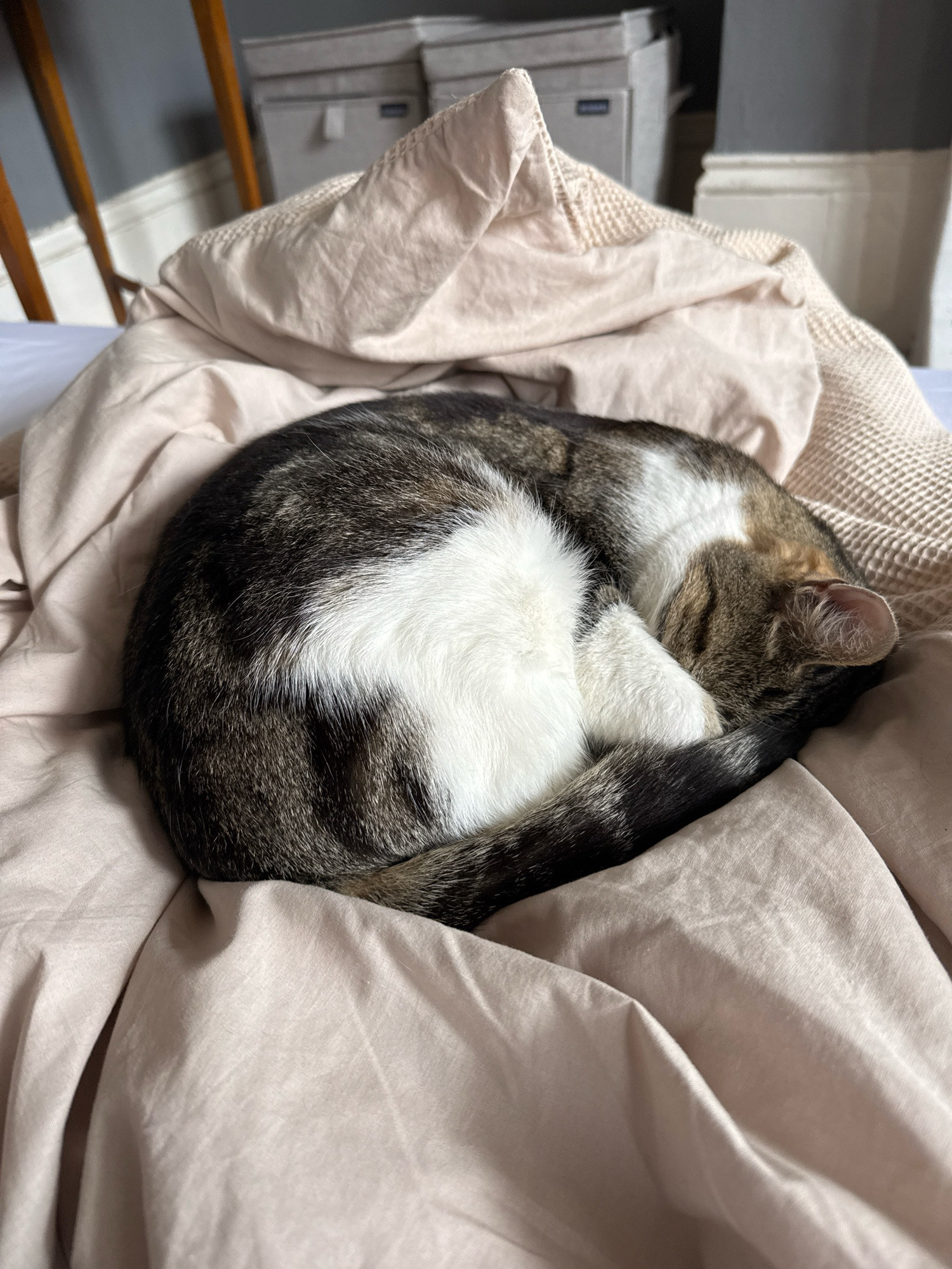 Patrick, a tabby American wirehair (I think) curled up in a ball on my duvet which is a light beige