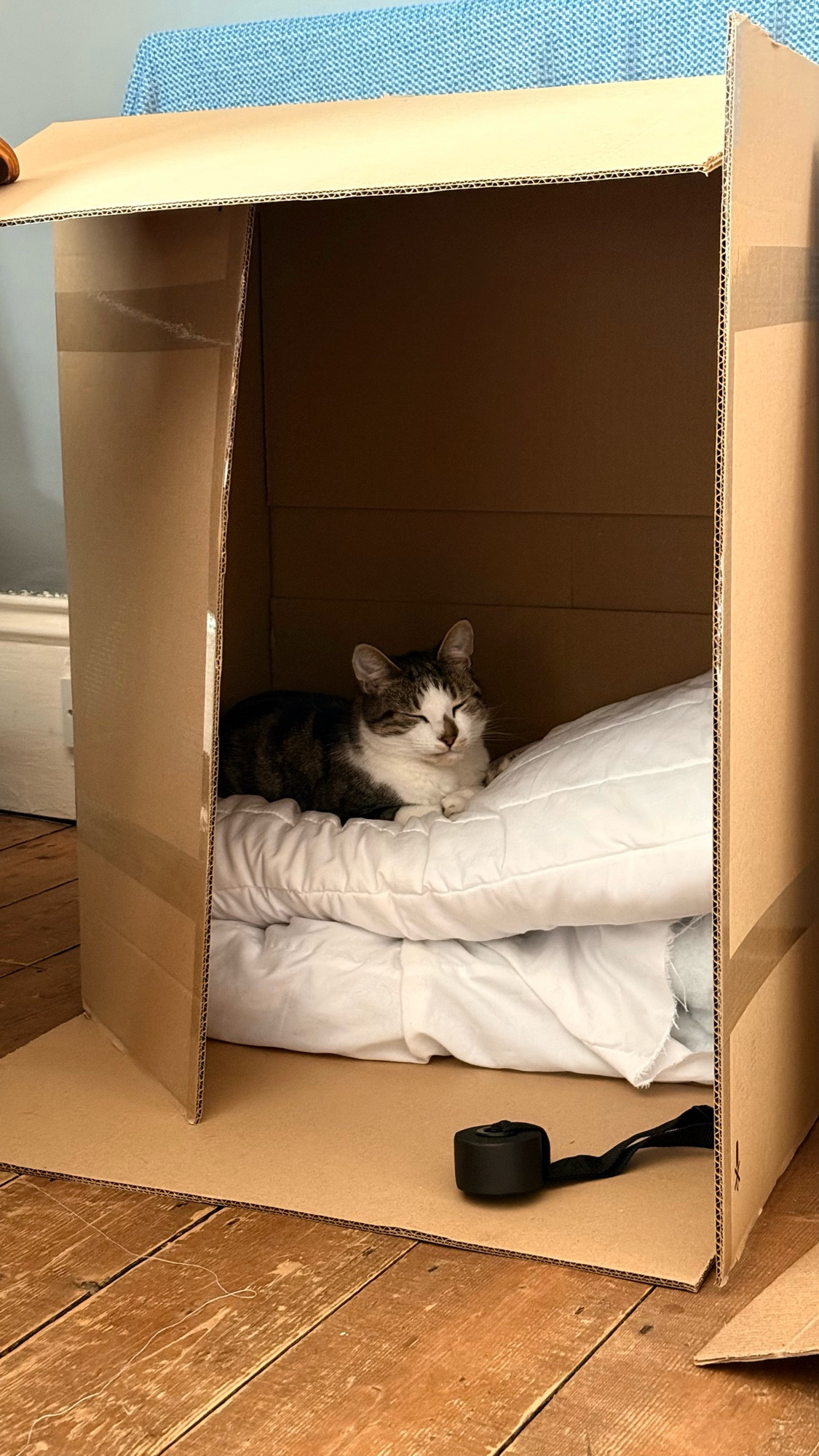 My cat, Patrick, sleeping on two pillows inside a large cardboard box