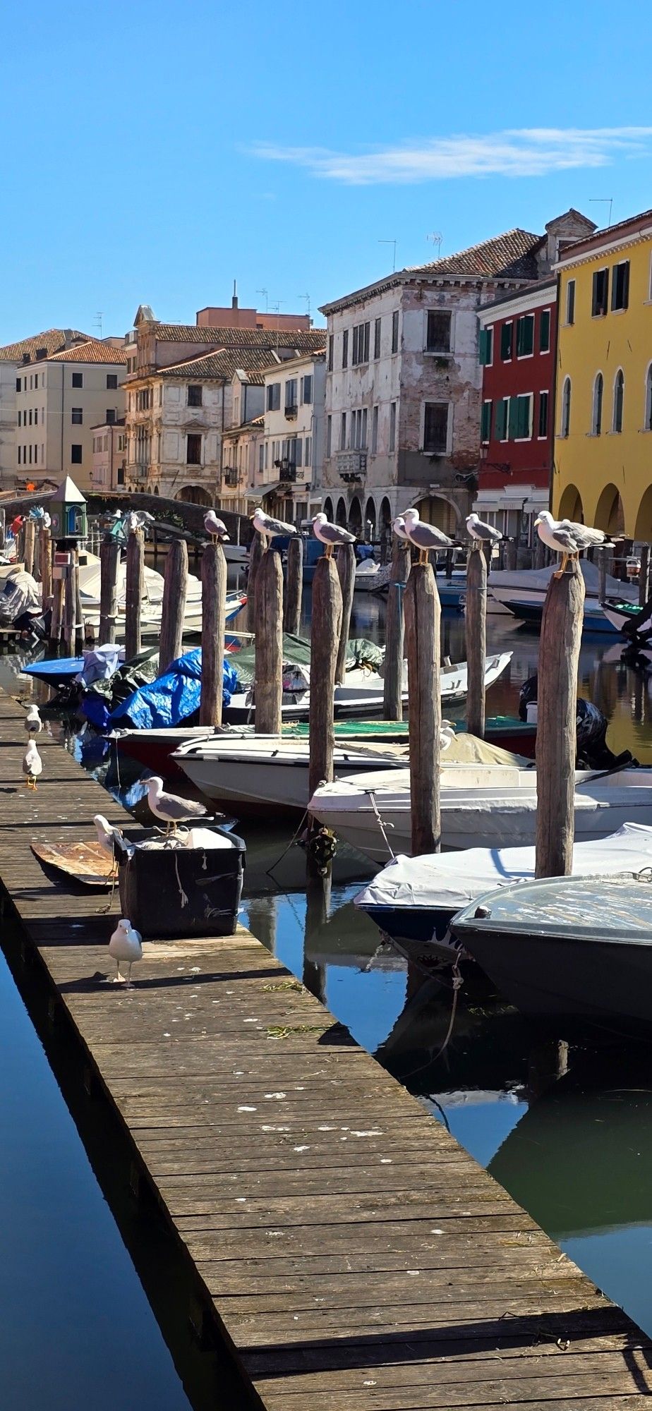 Möwen auf Pfählen im Wasser, auf dem Boote ankern
Im Hintergrund eine Häuserzeile