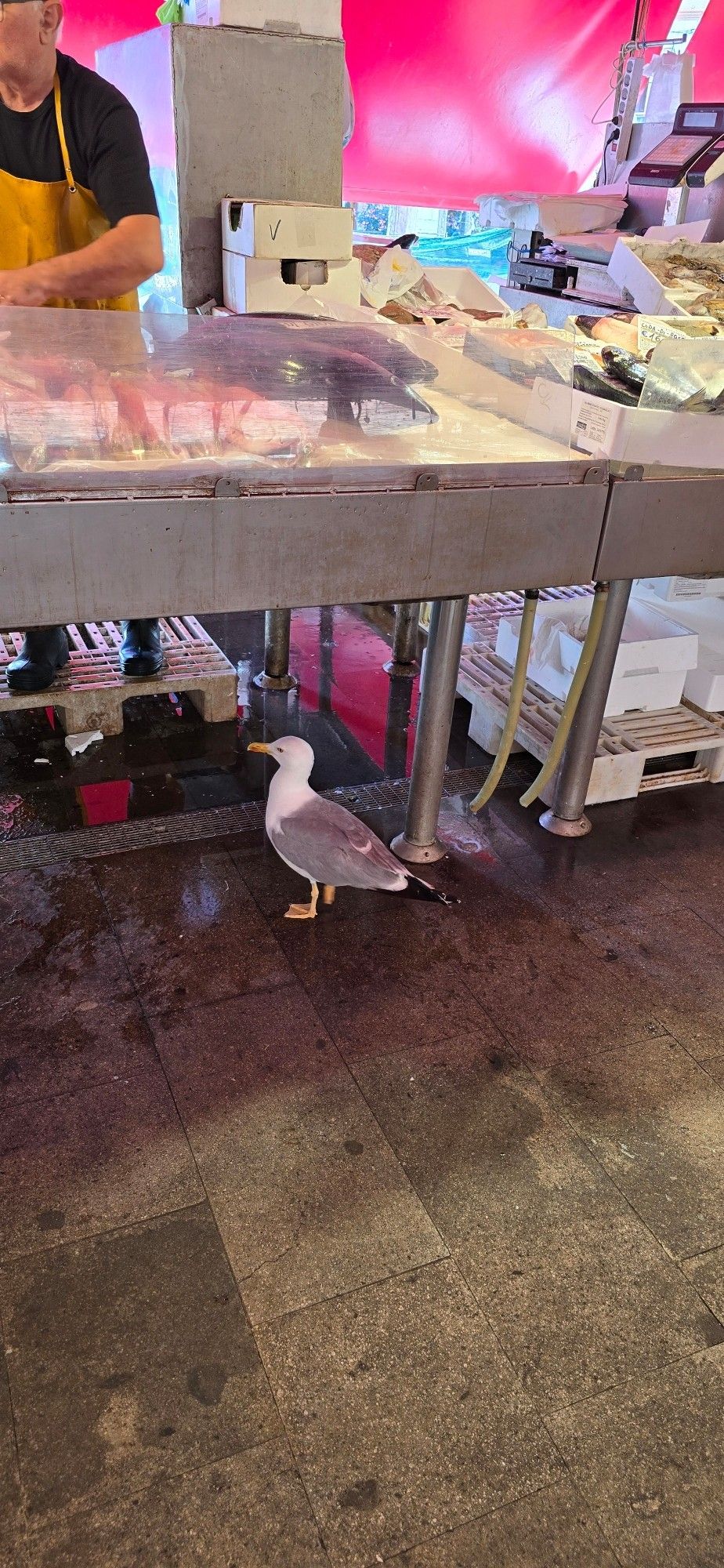 Eine Möwe wartet vor einem Fischverkaufsstand, hinter dem der Verkäufer mit Schürze steht.