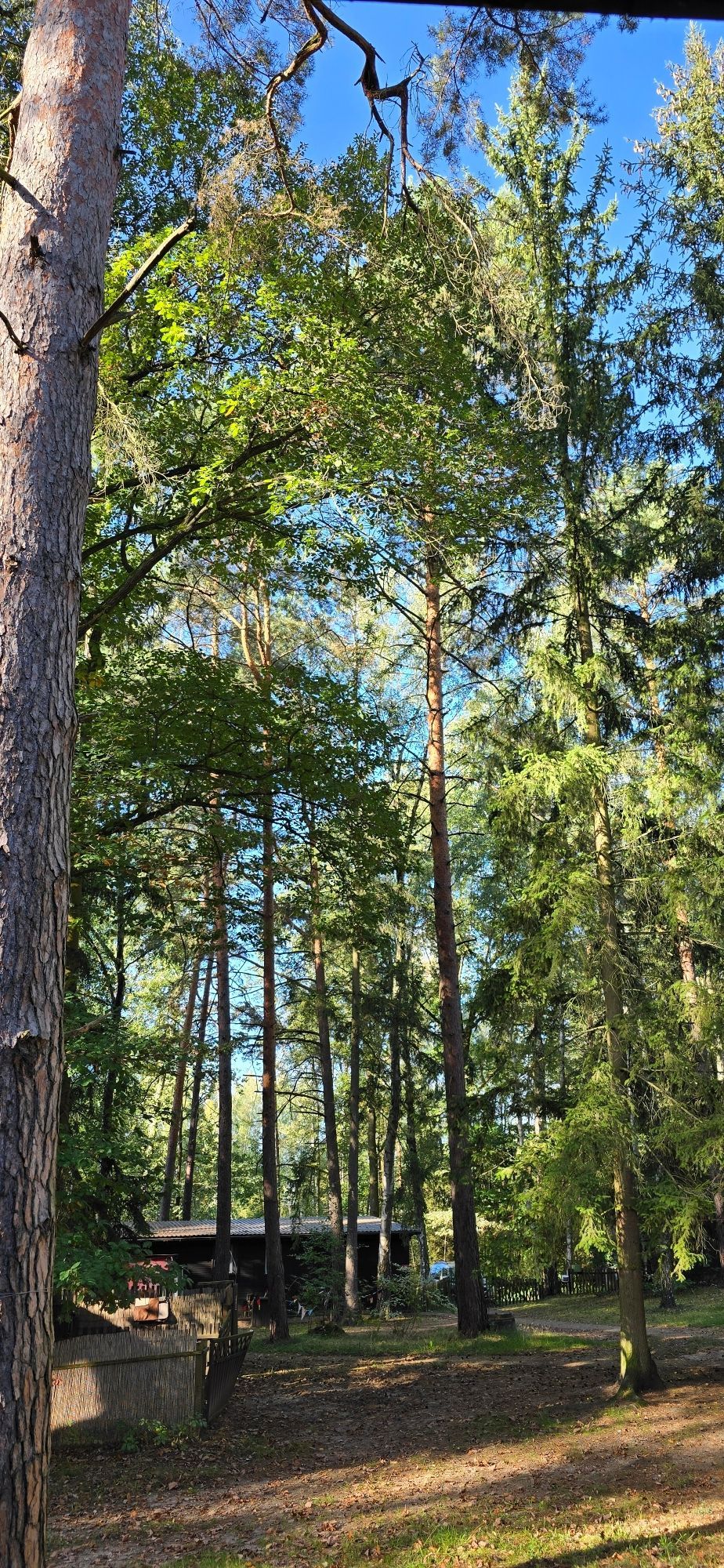 Blick in die Bäume mit blauem Himmel und Sonne