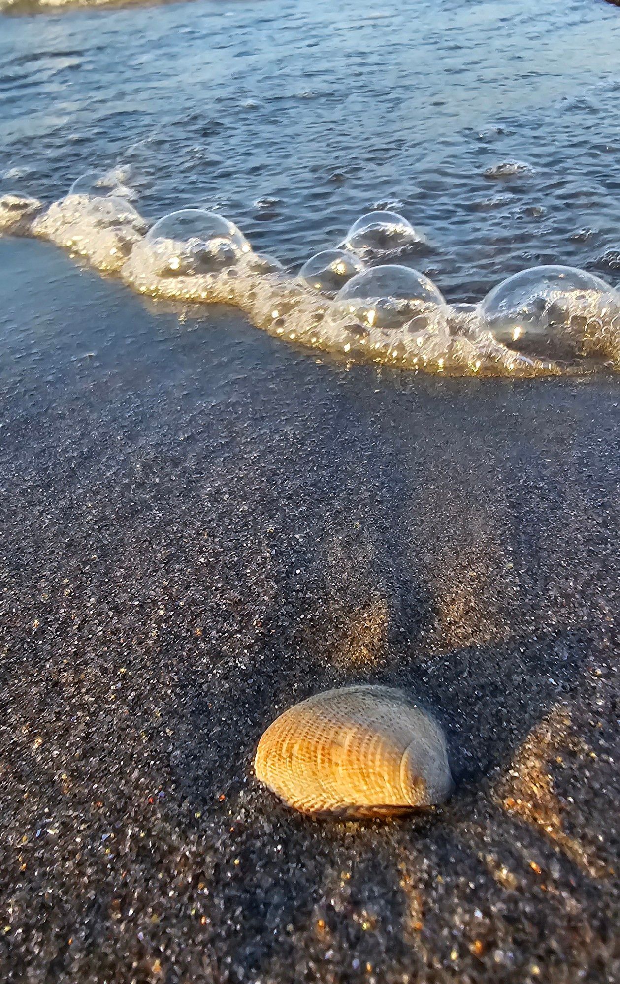 Im Vordergrund eine Muschel am Sandstrand, dahinter eine kleine Welle, die Blasen macht