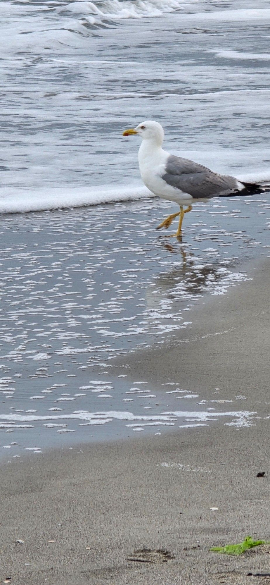 Eine Möwe läuft am Strand entlang und blickt auf's Meer. Dahinter das Meer und Wellen.